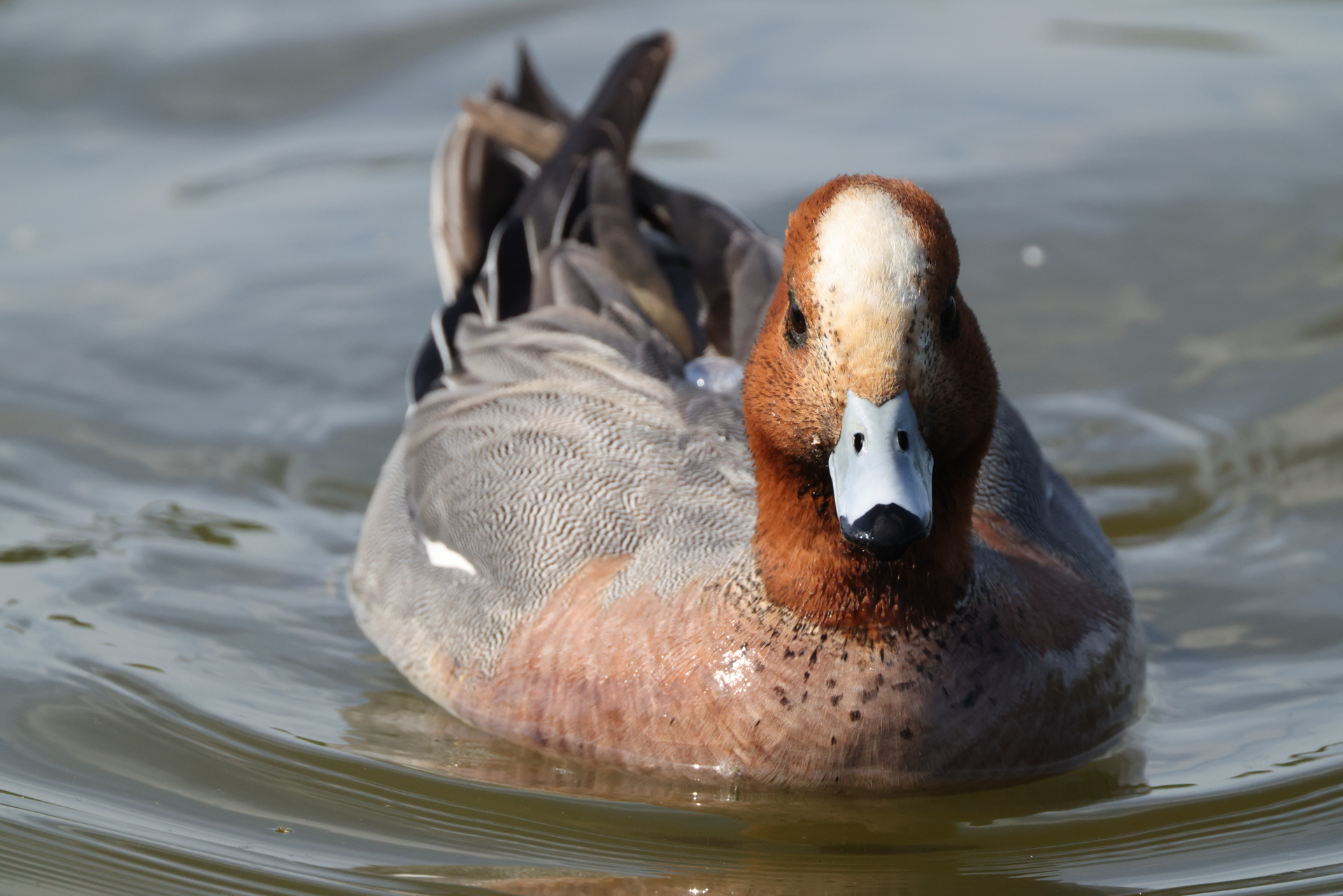 キヤノン EOS R5 Mark II／RF100-500mm F4.5-7.1 L IS USM＋エクステンダー RF2x／1,000mm／シャッター優先AE（1/2,000秒、F16、±0.0EV）／ISO 3200