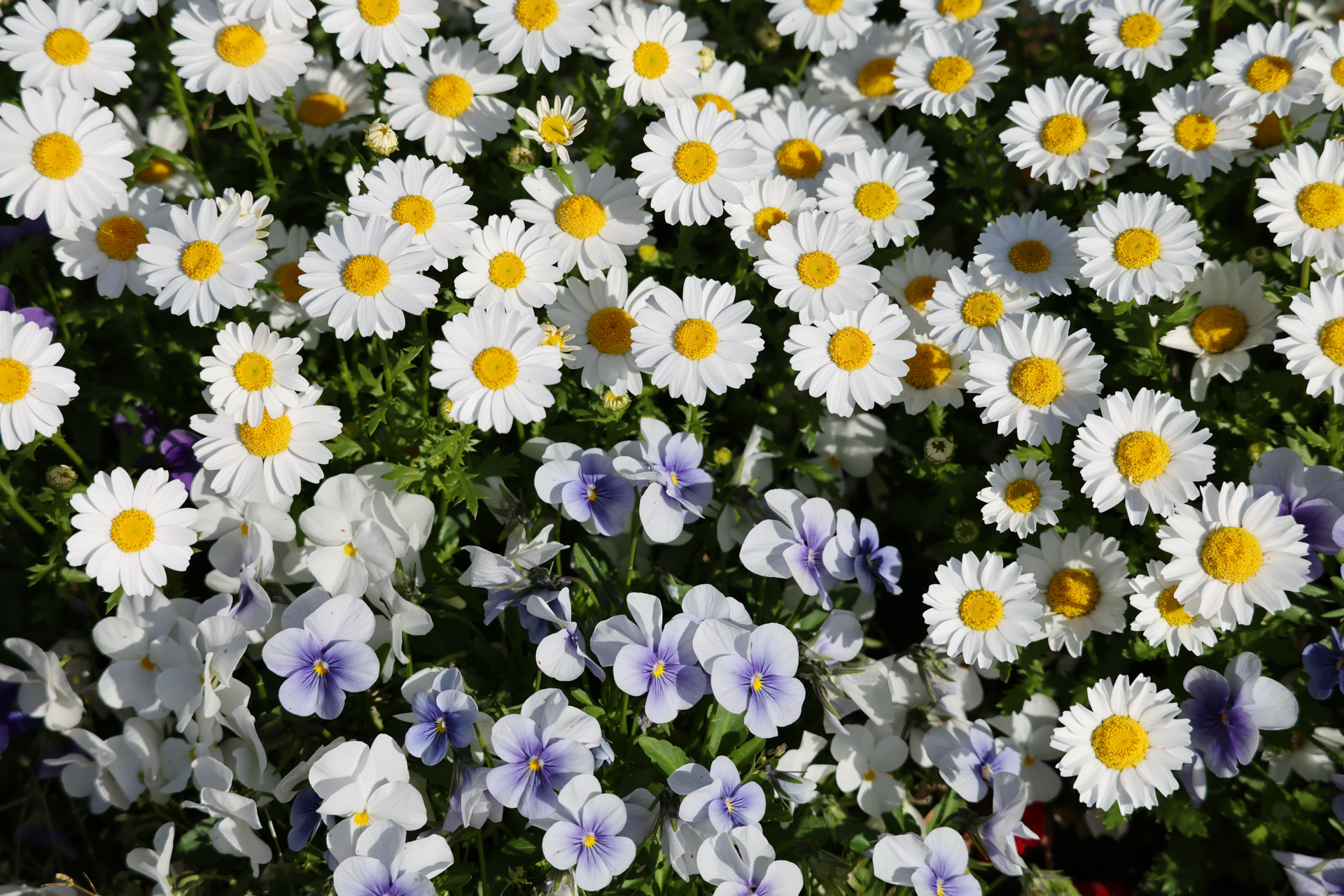 キヤノン EOS R5 Mark II／RF100-400mm F5.6-8 IS USM／100mm／絞り優先AE（1/640秒、F8、±0.0EV）／ISO 100
