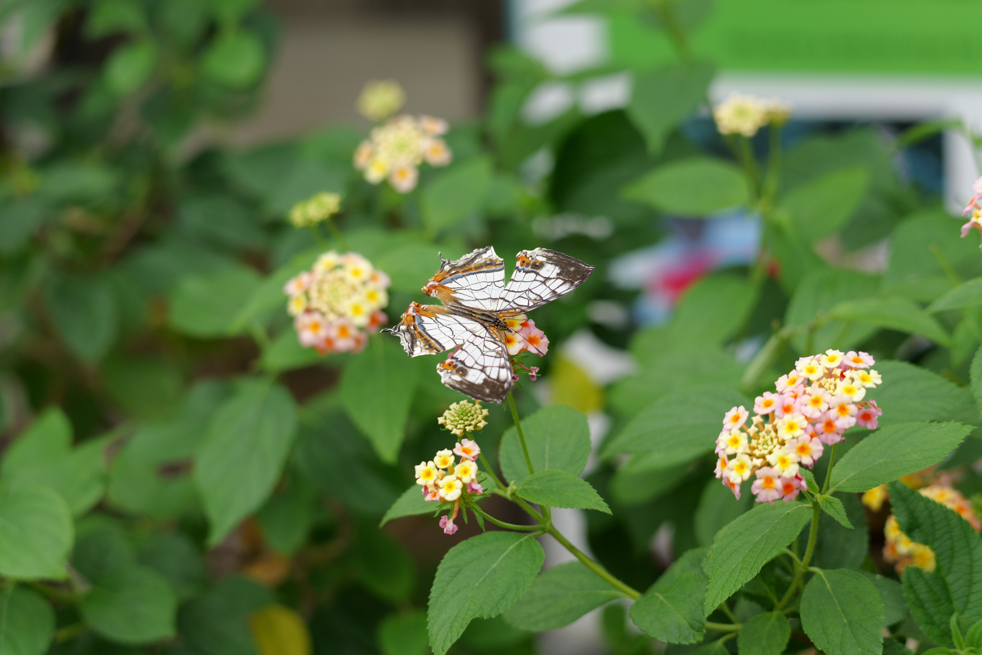 パナソニック LUMIX S1 II／Sigma 100-400mm F5-6.3 DG DN OS｜Contemporary／100mm／シャッター優先AE（1/500秒、F5、±0.0EV）／ISO 640
