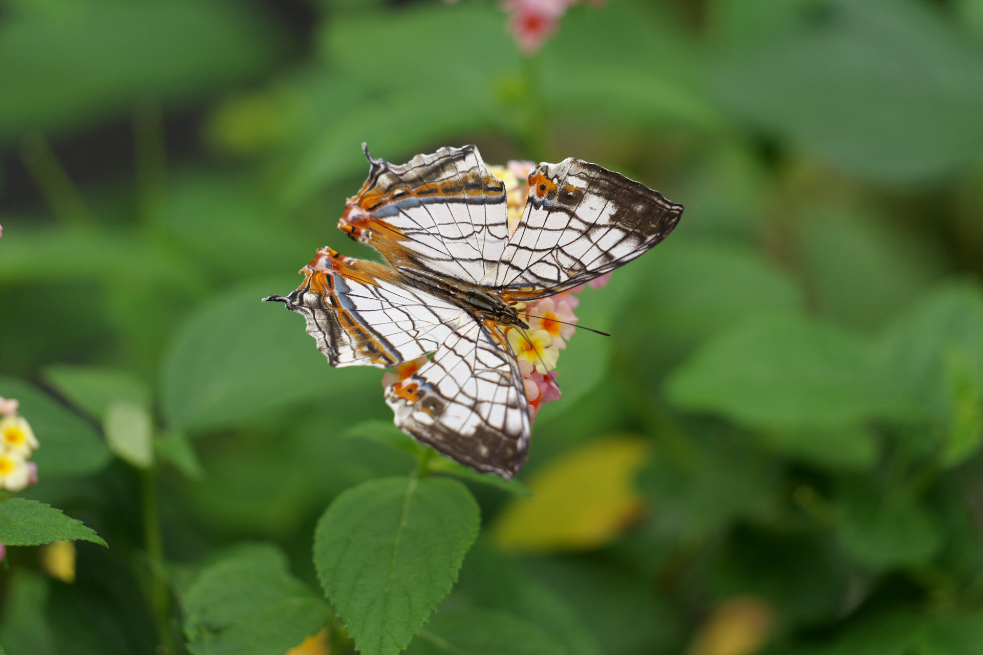 パナソニック LUMIX S1 II／Sigma 100-400mm F5-6.3 DG DN OS｜Contemporary／400mm／シャッター優先AE（1/1,000秒、F6.3、±0.0EV）／ISO 2000