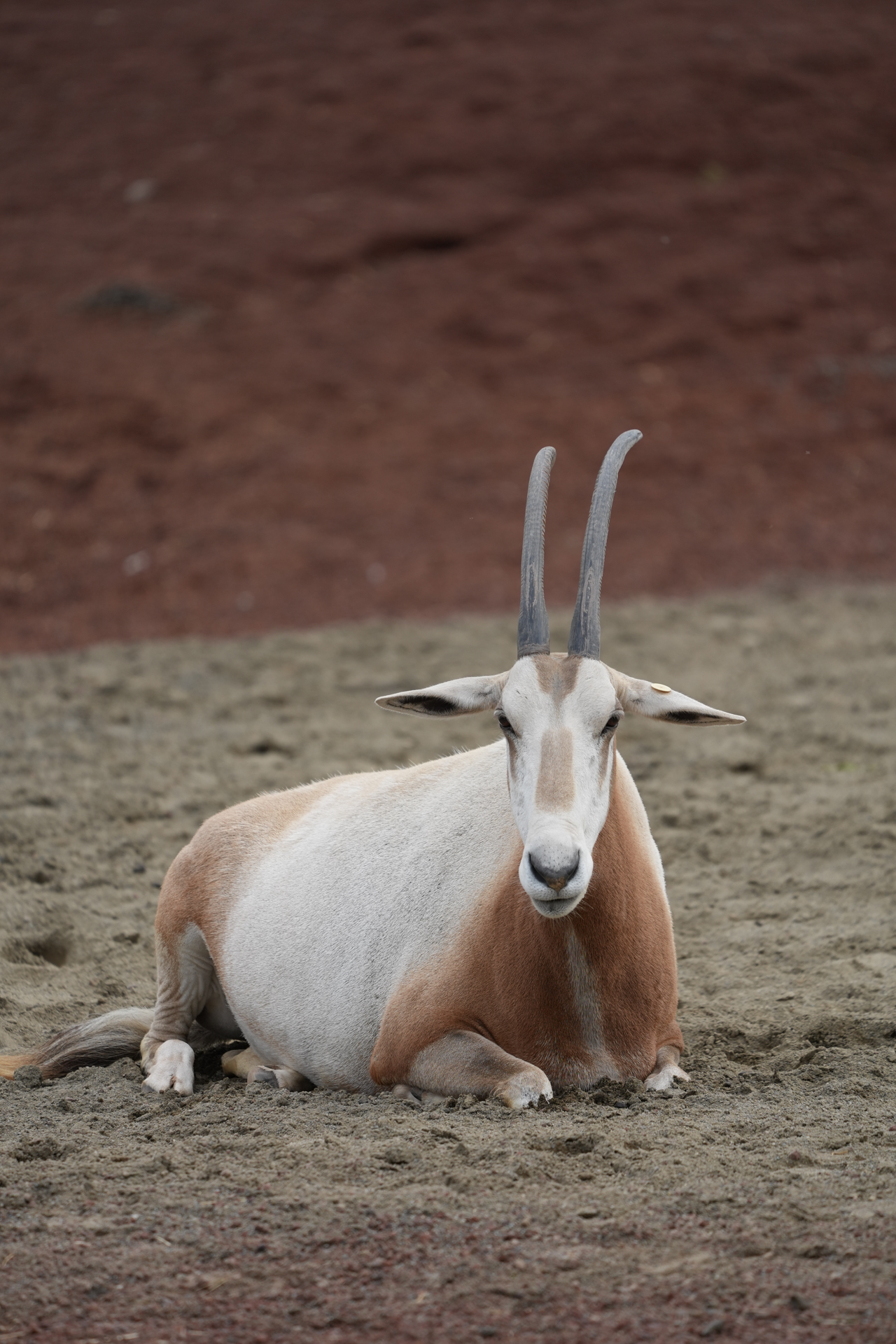 ソニー α7 V／FE 100-400mm F4.5-5.6 GM OSS／400mm／シャッター優先AE（1/500秒、F5.6、±0.0EV）／ISO 200