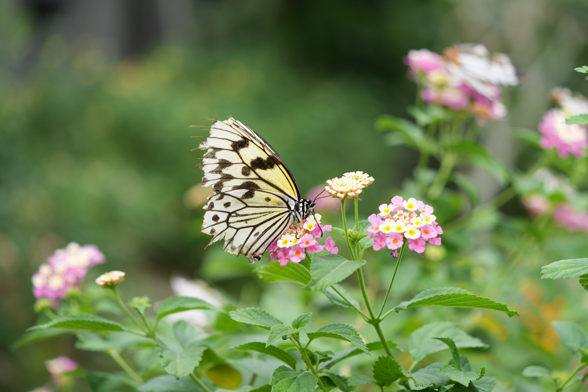ソニー α7 V／FE 100-400mm F4.5-5.6 GM OSS／100mm／シャッター優先AE（1/1,000秒、F4.5、＋0.7EV）／ISO 800