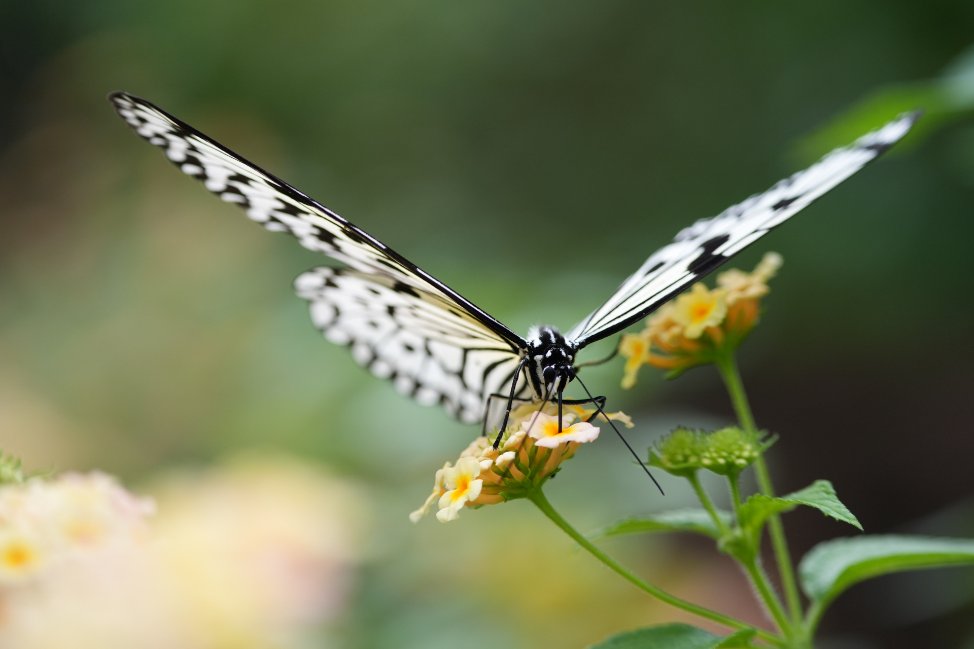 ソニー α7 V／150-500mm F/5-6.7 Di III VC VXD／150mm／シャッター優先AE（1/500秒、F5、＋0.3EV）／ISO 800