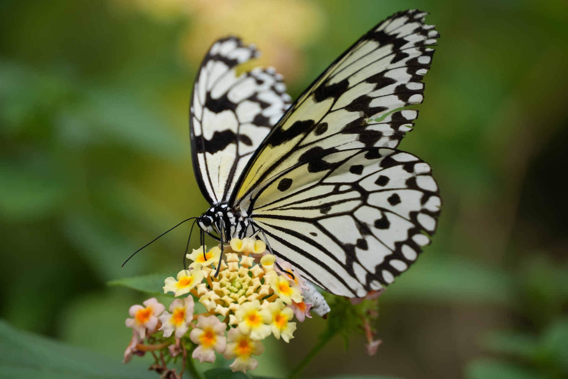 ソニー α7 V／150-500mm F/5-6.7 Di III VC VXD／500mm／シャッター優先AE（1/500秒、F6.7、＋0.7EV）／ISO 800