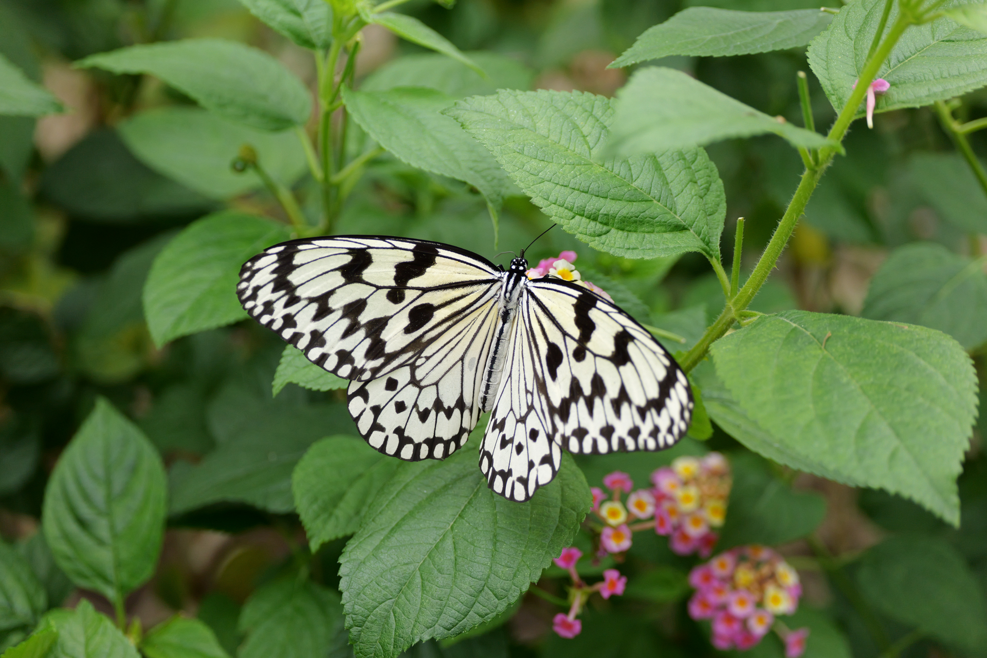 パナソニック LUMIX S1 II／LUMIX S 100-500mm F5-7.1／100mm／シャッター優先AE（1/1,250秒、F5、＋0.3EV）／ISO 2000
