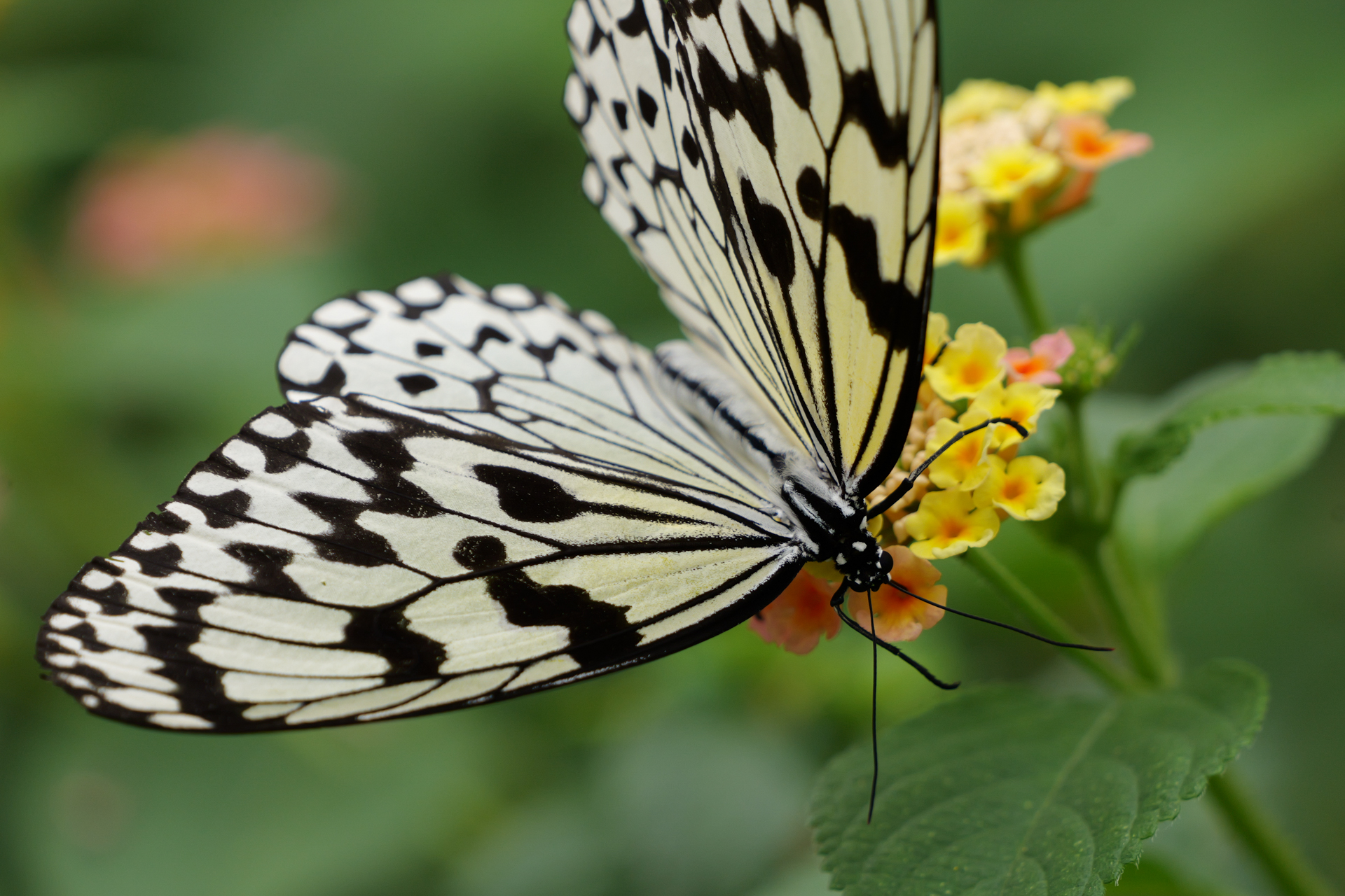 パナソニック LUMIX S1 II／LUMIX S 100-500mm F5-7.1／500mm／シャッター優先AE（1/800秒、F7.1、＋0.3EV）／ISO 1250