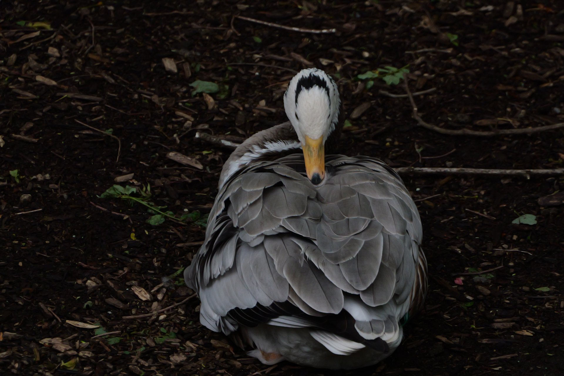 パナソニック LUMIX S1 II／LUMIX S 100-500mm F5-7.1＋DMW-STC20／1000mm／シャッター優先AE（1/2,000秒、F14、－0.7EV）／ISO 6400