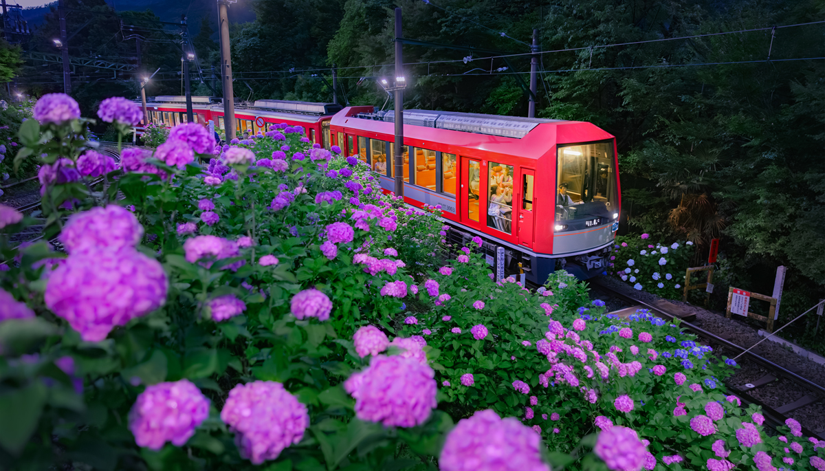 夜のあじさい号