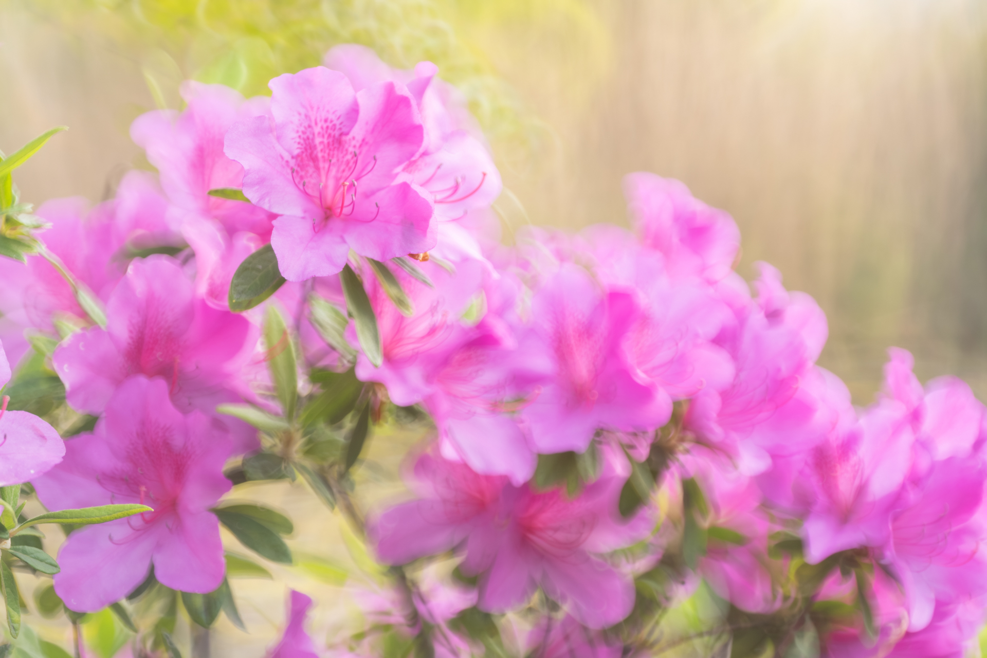 ソニーα7 III／Kase REFLEX 150mm F5.6 AF／絞り優先AE（1/125秒、F5.6、＋0.3EV）／ISO 250