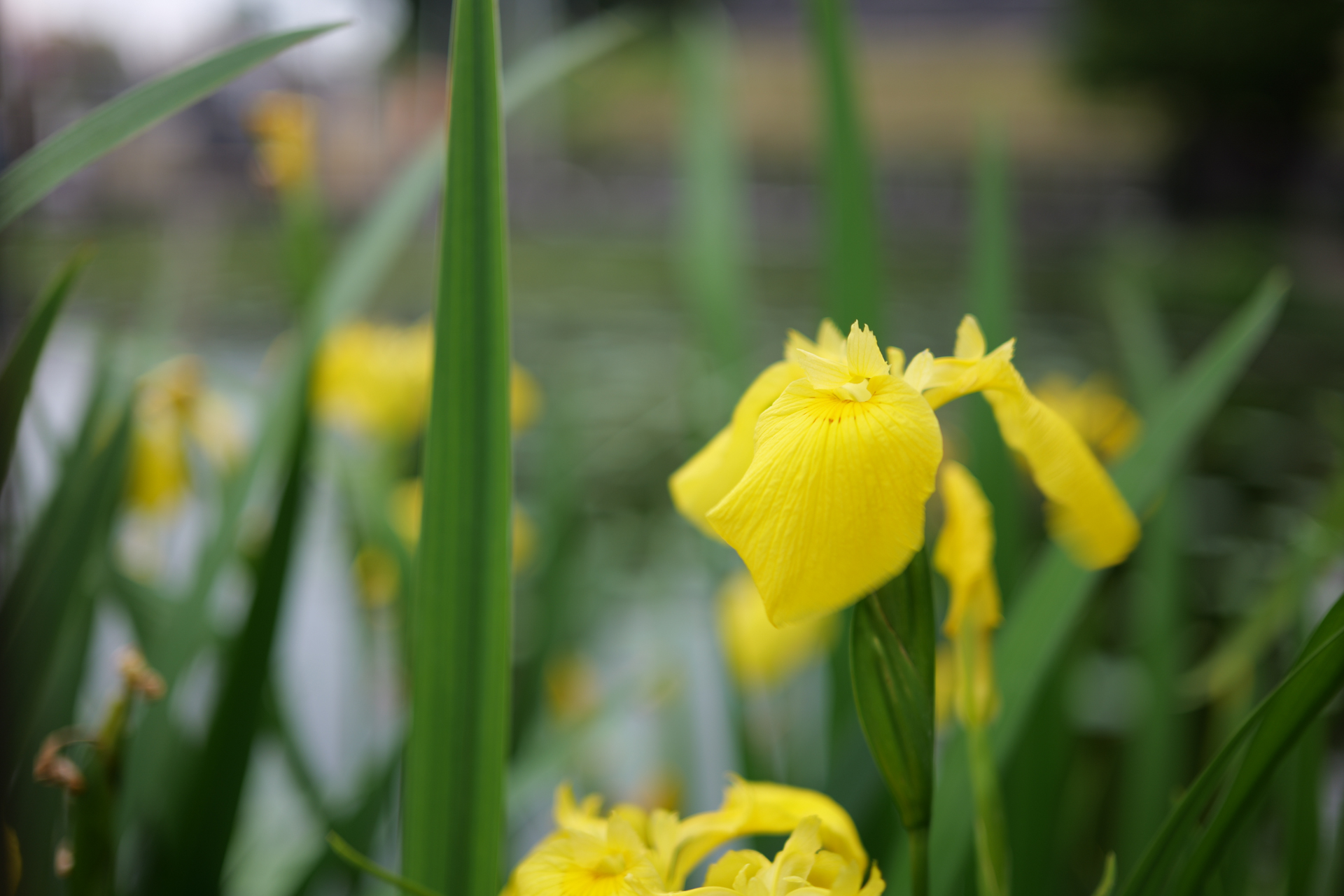 LUMIX S9／LUMIX S 40mm F2／40mm／絞り優先AE（1/80秒、F2、±0.0EV）／ISO 100