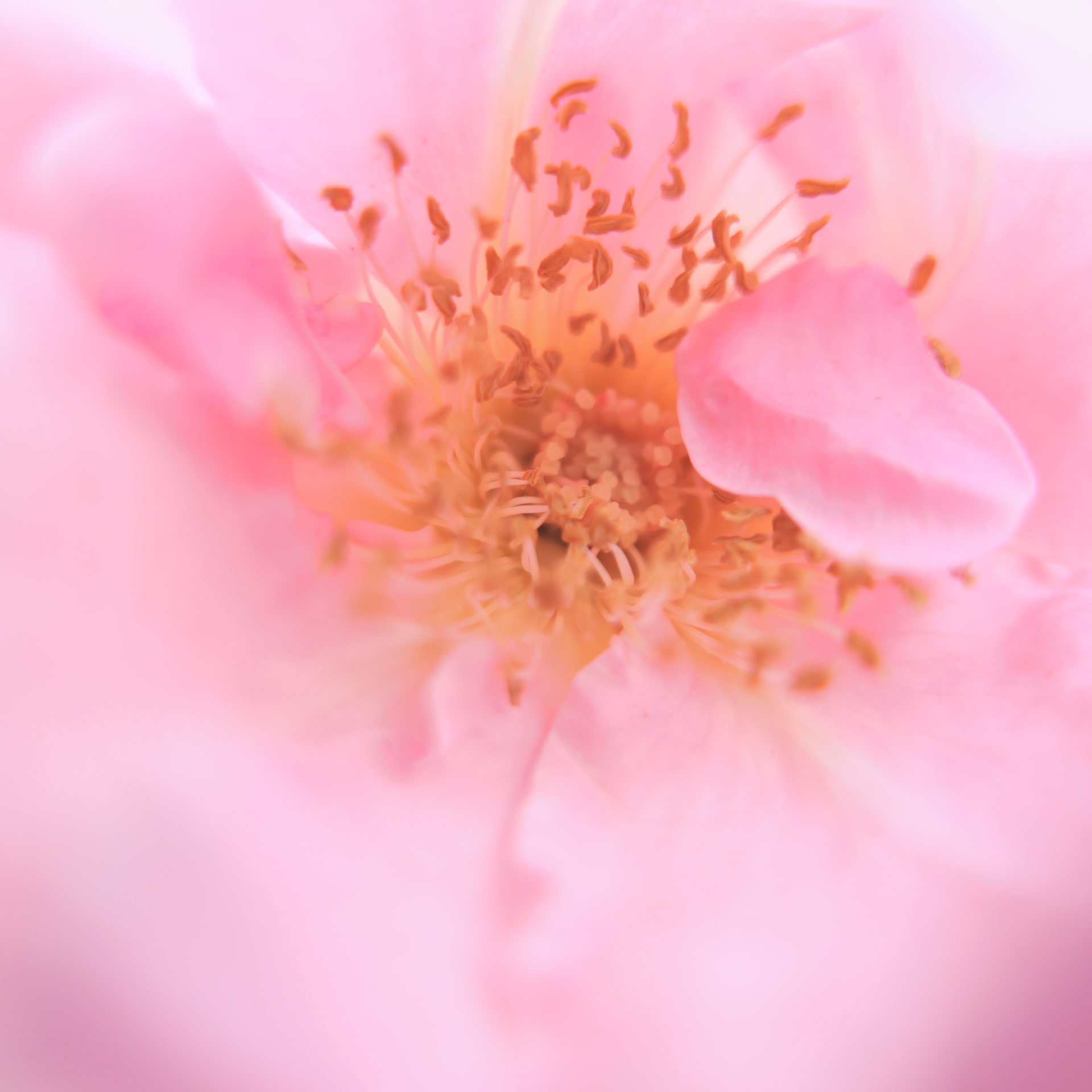 バラの花芯まで近づいて F1.7で撮影。淡くて優しいボケに魅了されます<br><span class="fnt-85">LUMIX L10／LEICA DC VARIO-SUMMILUX 10.9-34mm / F1.7-2.8 ASPH（11mm／Macro）／絞り優先AE（F1.7、1/200秒）／ISO 100／WB：AWB／+1EV／フォトスタイル：L.クラシック</span>