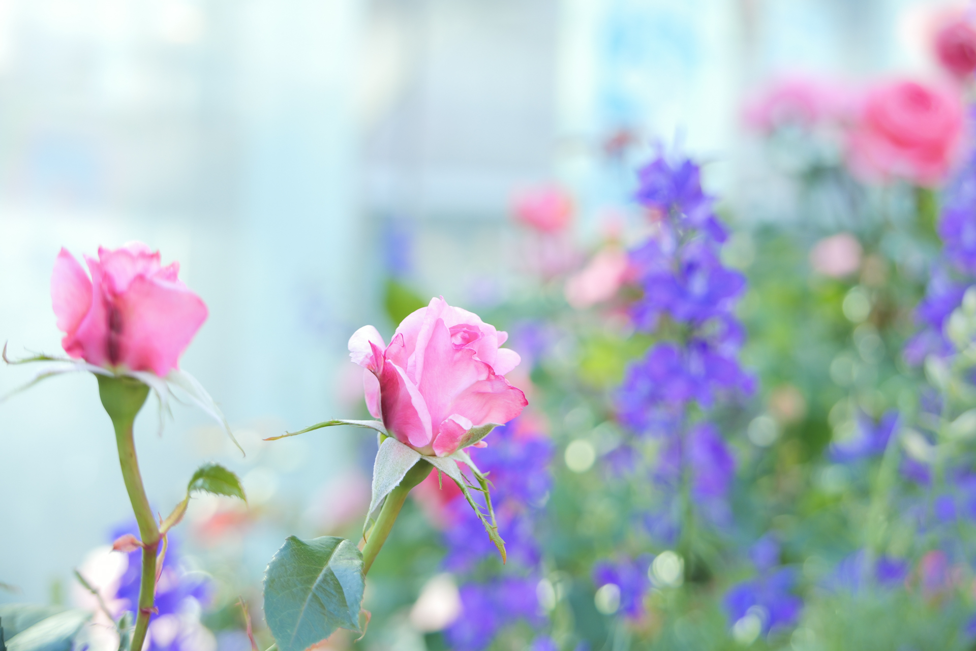 背景ボケの柔らかさと滑らかな表情にうっとり。これはポートレート撮影時にも活かせますね<br><span class="fnt-85">LUMIX L10／LEICA DC VARIO-SUMMILUX 10.9-34mm / F1.7-2.8 ASPH（34mm）／絞り優先AE（F2.8、1/80秒）／ISO 100／WB：AWB／+2EV／フォトスタイル：ポートレート</span>