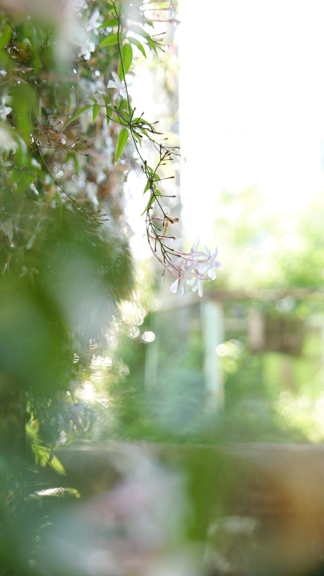 ハイキー調で爽やかな前ボケを狙ってみました<br><span class="fnt-85">LUMIX L10／LEICA DC VARIO-SUMMILUX 10.9-34mm / F1.7-2.8 ASPH（34mm）／絞り優先AE（F2.8、1/80秒）／ISO 100／WB：晴天／+2.7EV／フォトスタイル：スタンダード</span>