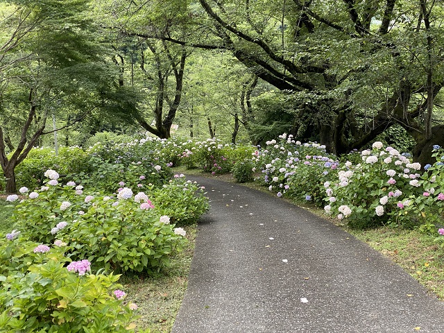 観賞ルートのアジサイ