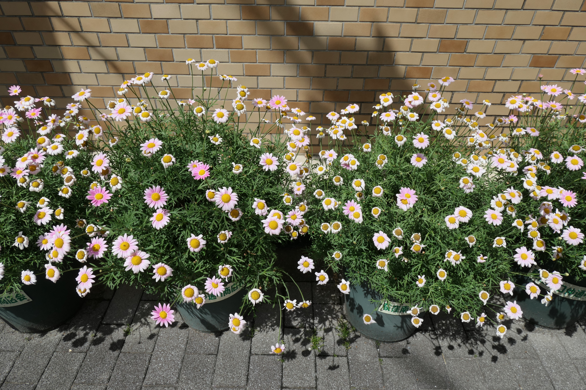 F8で撮影。4隅まで均一感が増した<br><span class="fnt-85">LUMIX TX3／LEICA DC VARIO-ELMAR 1:3.3-6.4/8.8-132 ASPH.／24mm／絞り優先AE（1/500秒、F8、±0EV）／ISO 125</span>