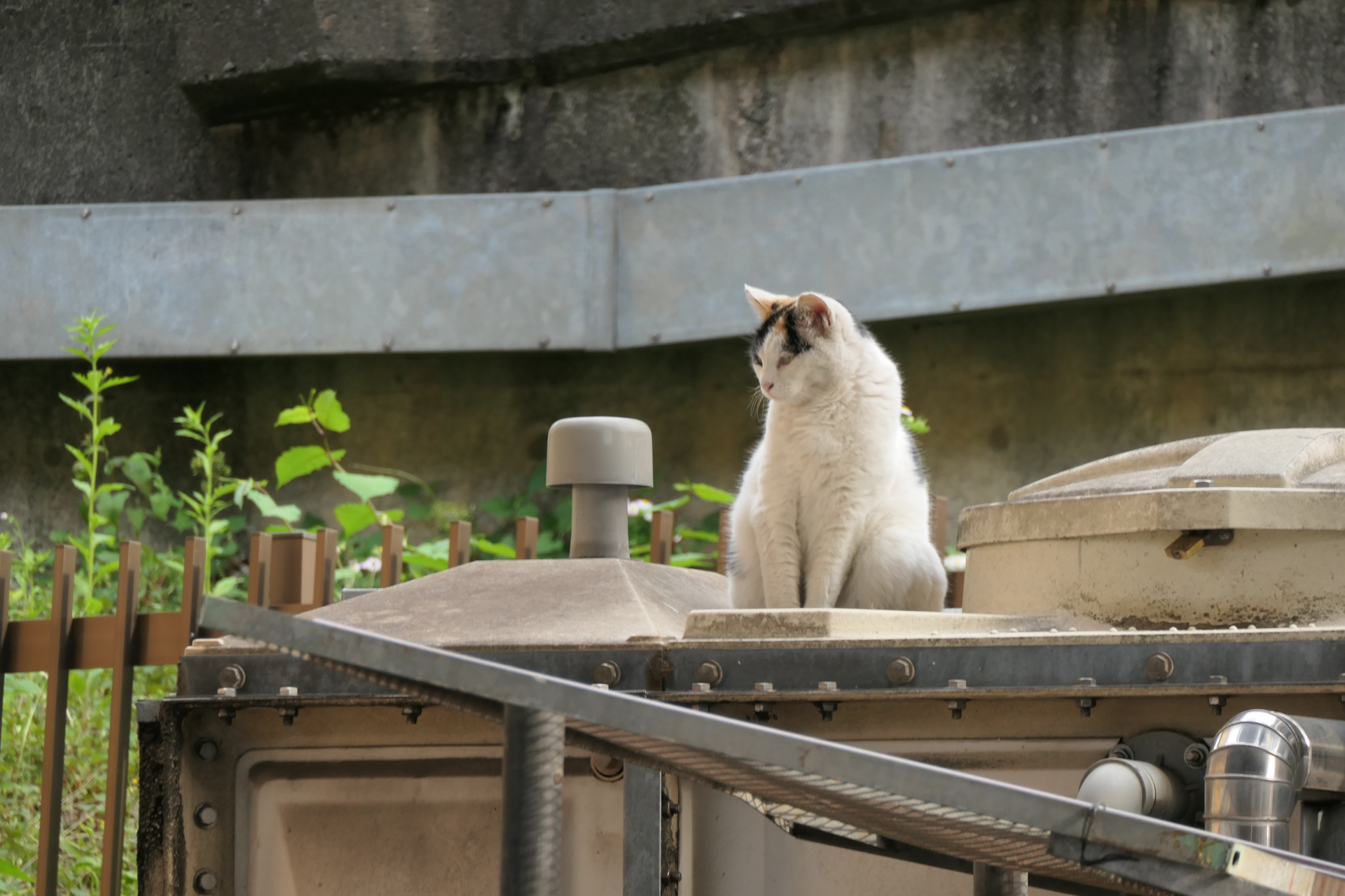 360mm相当で撮影。道路を挟んだ向こう側にいた猫もこの大きさで撮ることができるのは360mm相当の威力<br><span class="fnt-85">LUMIX TX3／LEICA DC VARIO-ELMAR 1:3.3-6.4/8.8-132 ASPH.／360mm／絞り優先AE（1/125秒、F6.4、±0EV）／ISO 400</span>