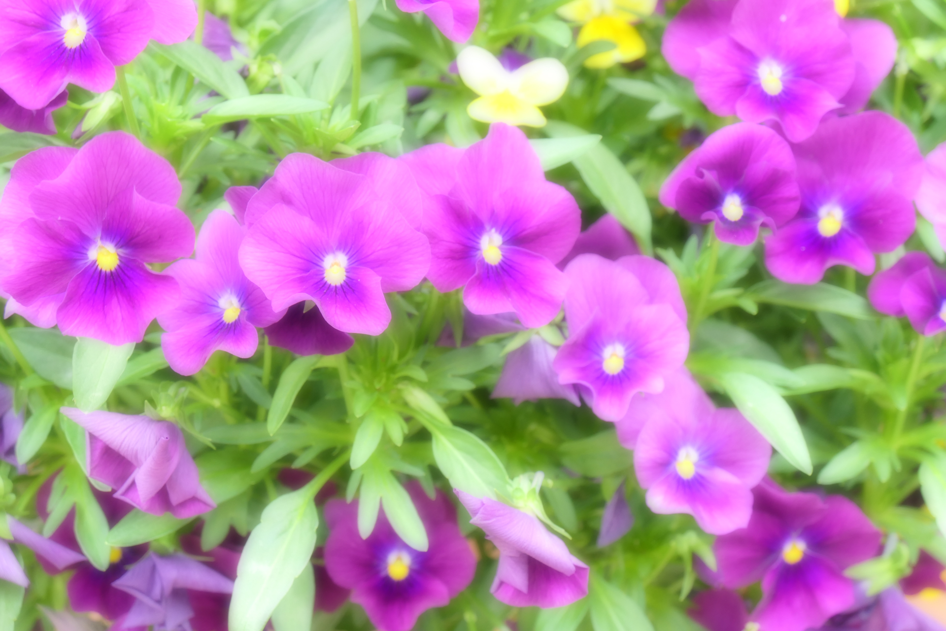 LUMIX TX3／LEICA DC VARIO-ELMAR 1:3.3-6.4/8.8-132 ASPH.／93mm／プログラムオート（1/80秒、F5.1、＋1EV）／ISO 1000