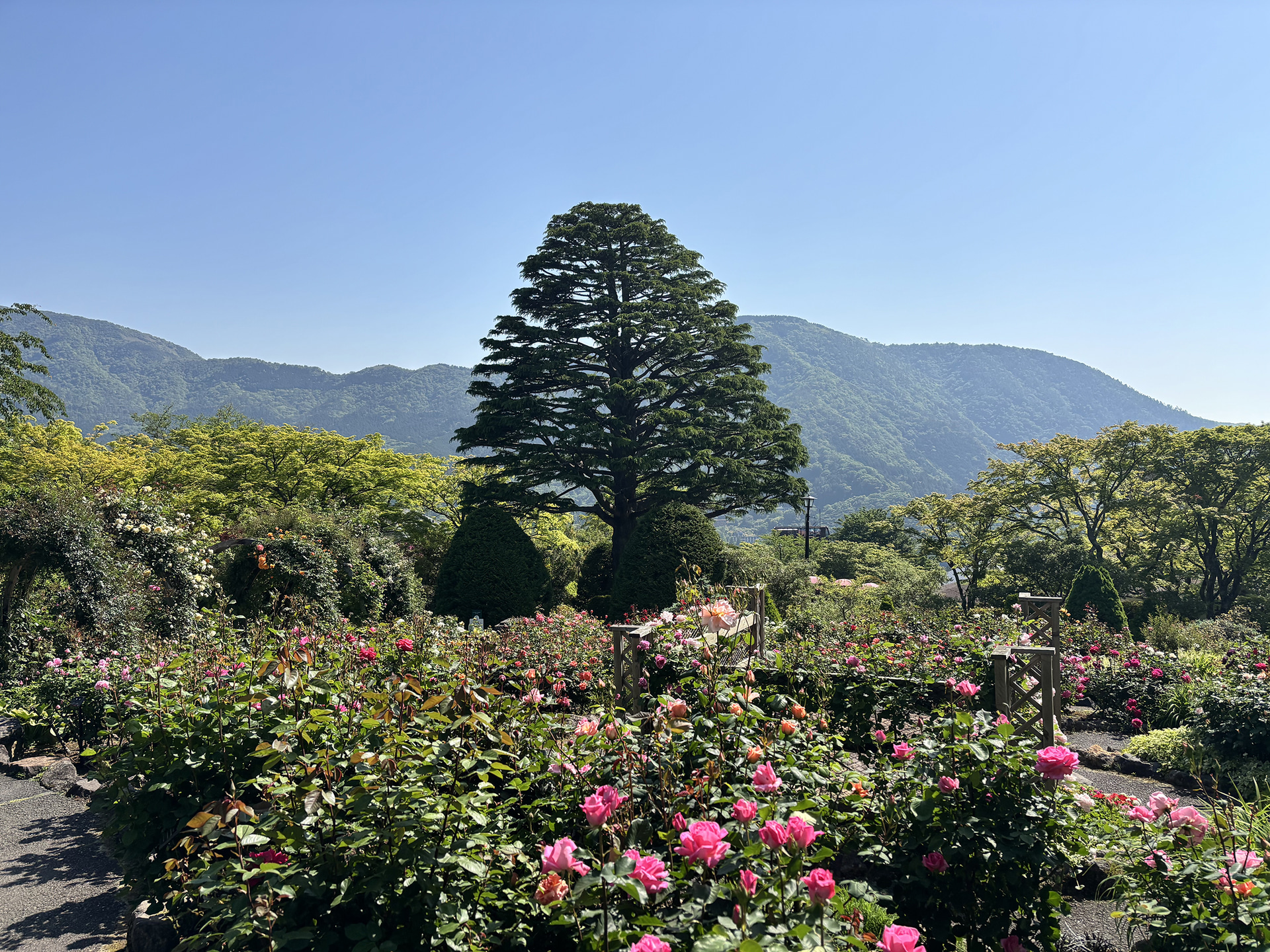 春バラの様子（5月18日撮影）