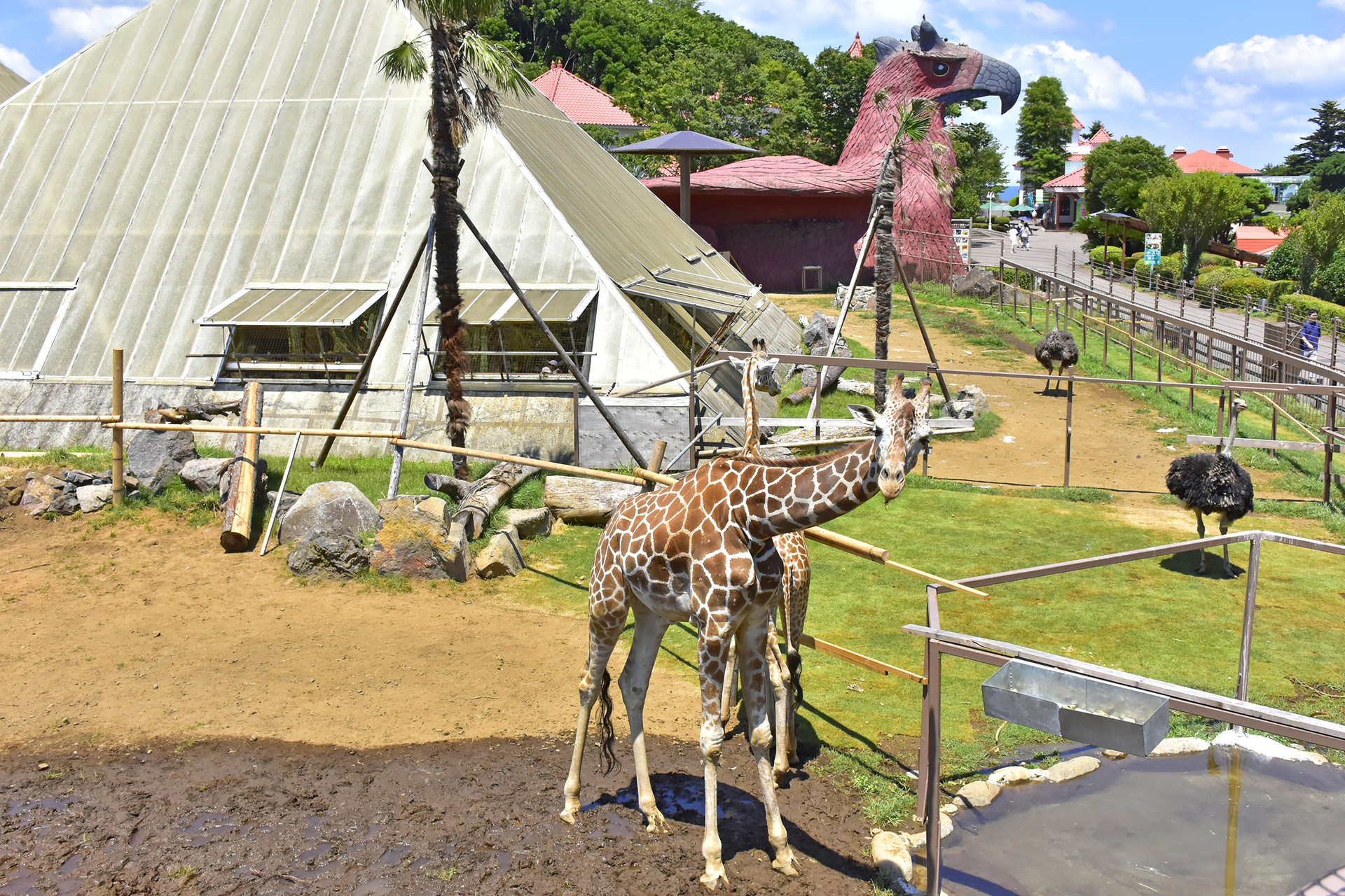 伊豆シャボテン動物公園「サバンナエリア」