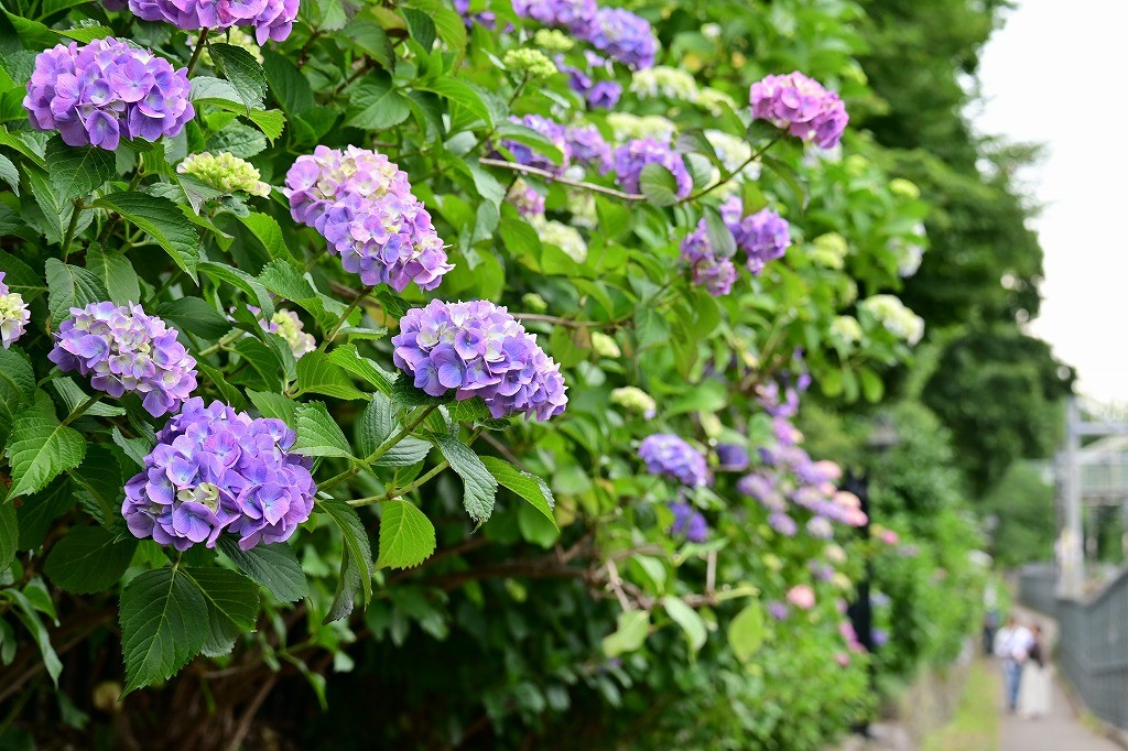 アジサイの様子（5月29日撮影）
