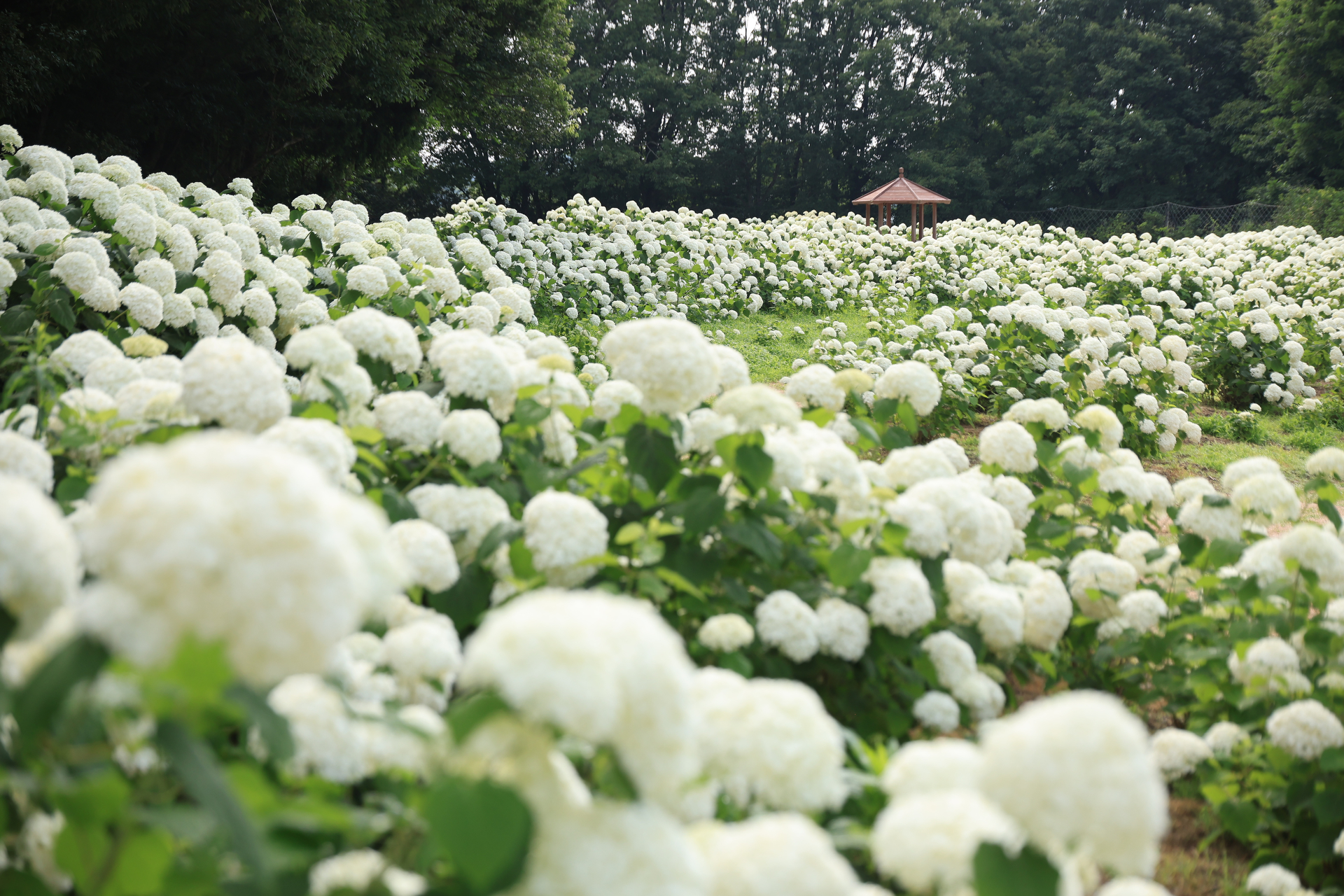 アナベルの森