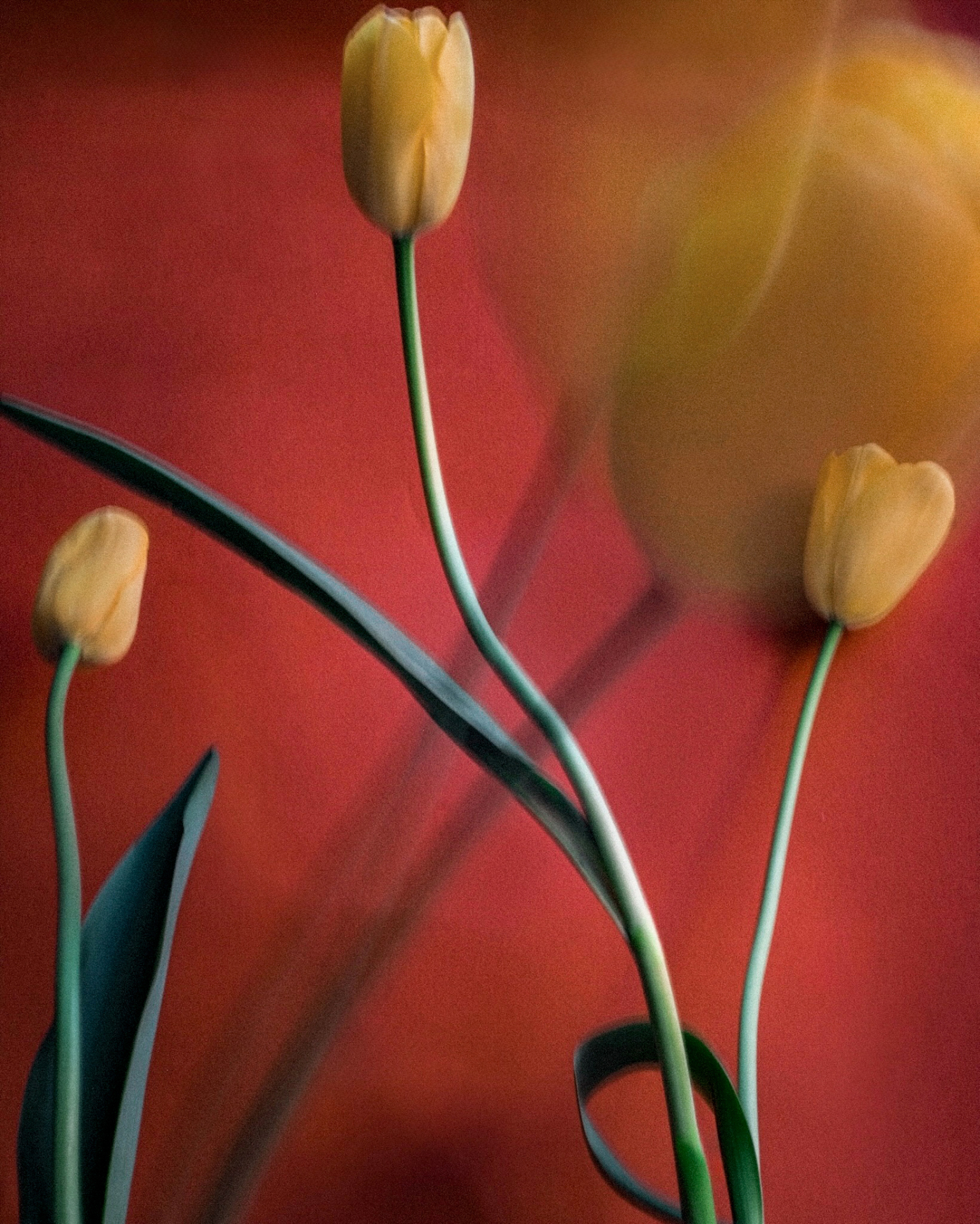 ©Sarah van Rij