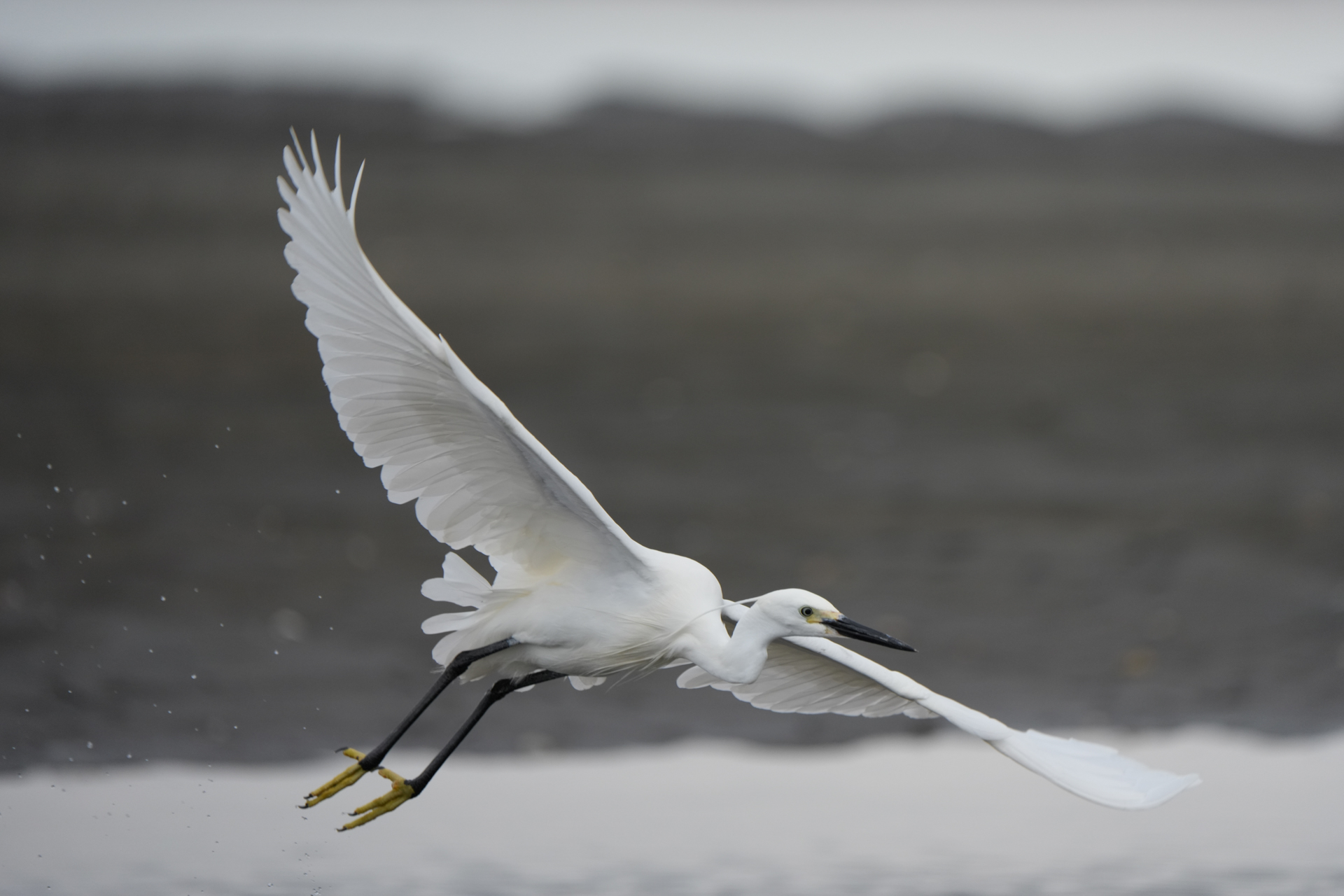 α7R VI／FE 200-600mm F5.6-6.3 G OSS／600mm／絞り優先AE（1/2,000秒、F6.3、＋0.7EV）／ISO 640