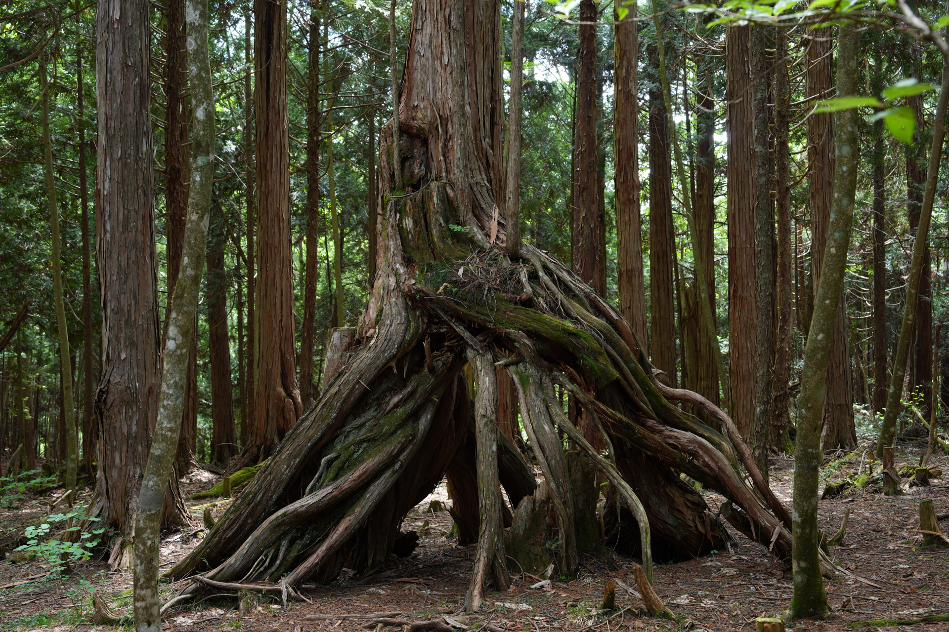 α7R VI／FE 24-70mm F2.8 GM II／50mm／絞り優先AE（1/25秒、F5.6、－1.3EV）／ISO 400