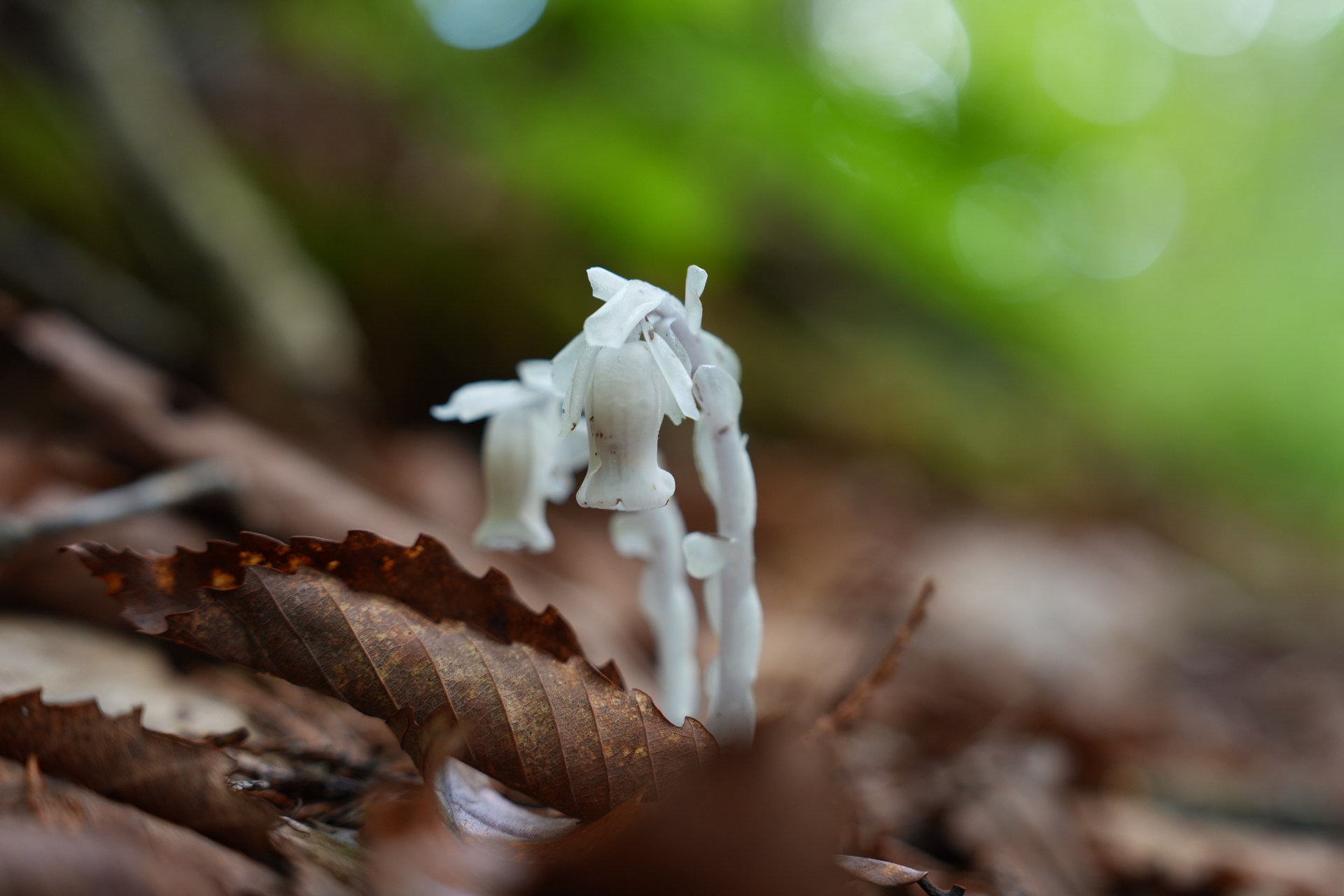 α7R VI／FE 24-70mm F2.8 GM II／51mm／絞り優先AE（1/80秒、F2.8、－0.3EV）／ISO 400