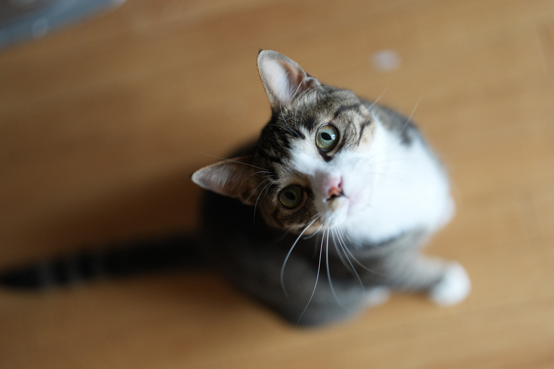α7R VI／FE 50mm F1.4 GM／50mm／絞り優先AE（1/800秒、F1.4、－0.3EV）／ISO 800