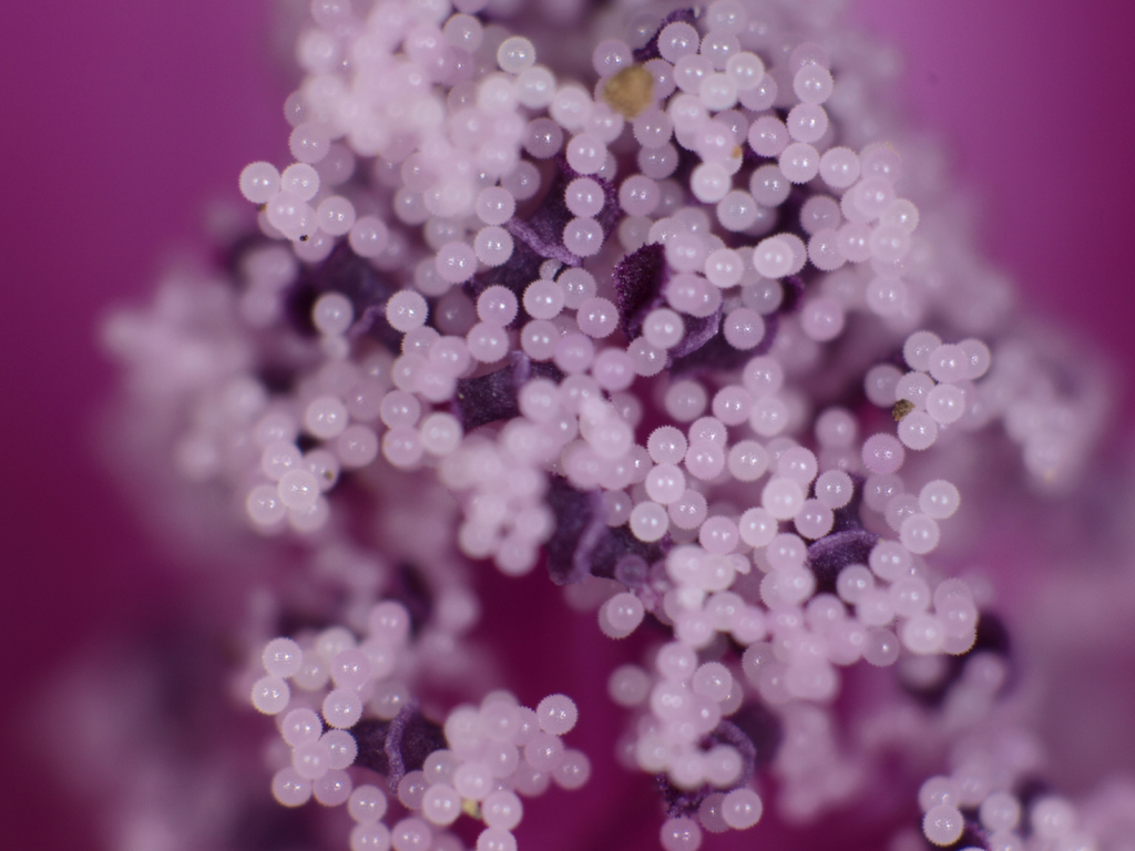 <b>「ゼニアオイ」の花粉。パールのように輝いているが、よく見ると小さなトゲに覆われている</b>