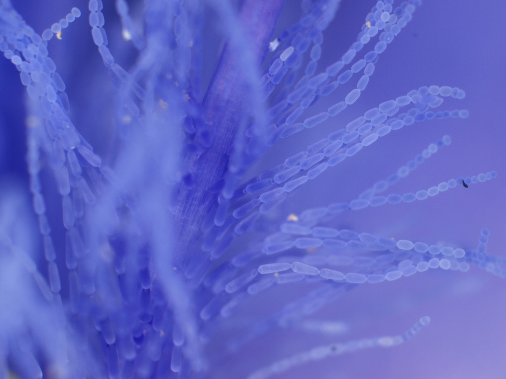 <b>「ムラサキツユクサ」のオシベの細毛。大型の細胞が数珠のように連なっている</b>