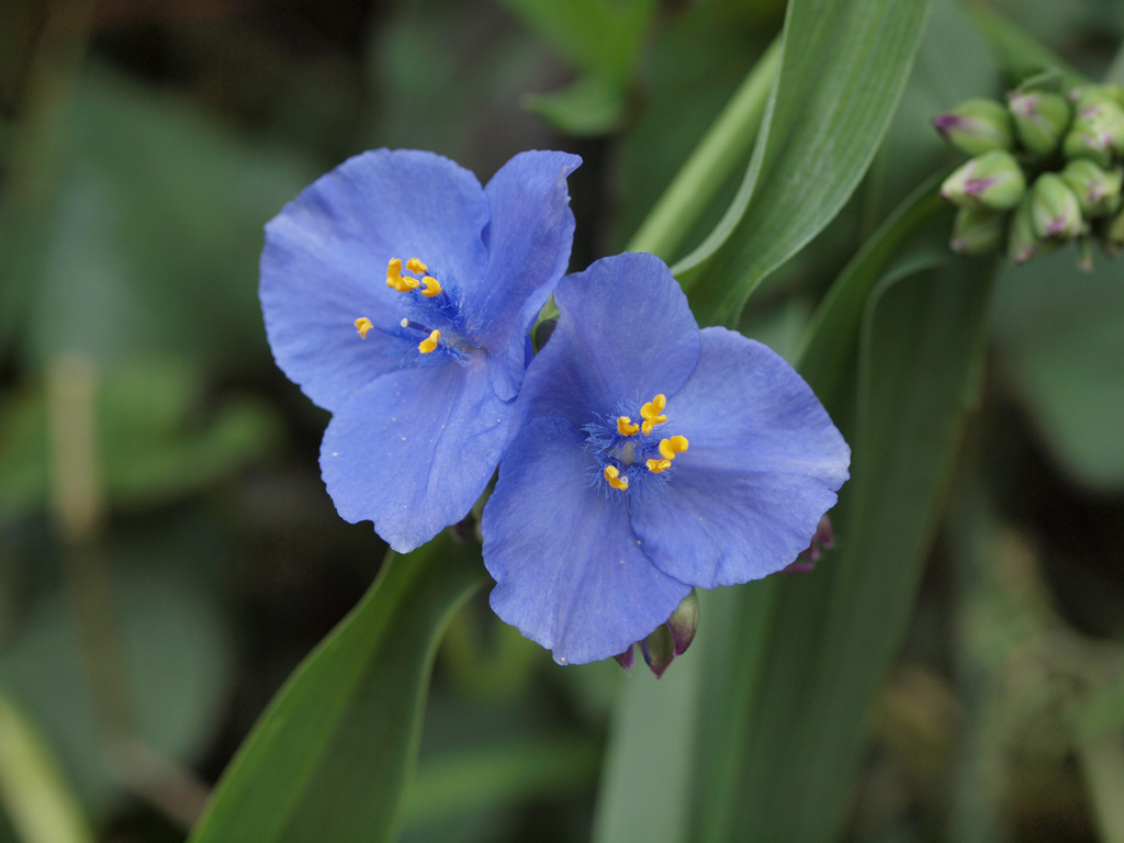 <b>「ムラサキツユクサ」のオシベの細毛。大型の細胞が数珠のように連なっている</b>