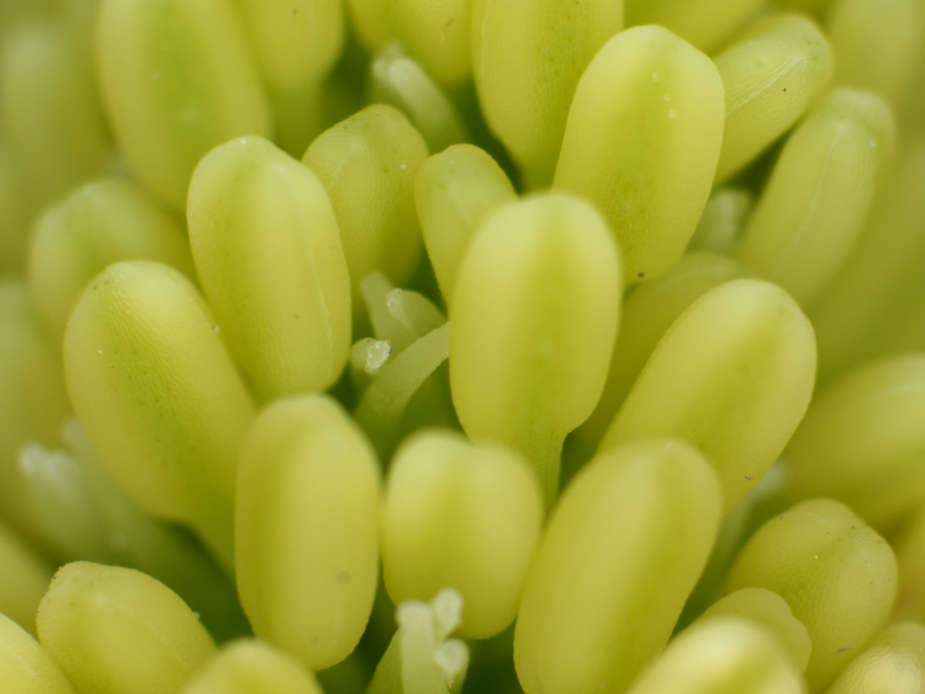 <b>「ドクダミ」の小花。開花したばかりでオシベもメシベも未熟だが、何だか海の生き物のように見える</b>