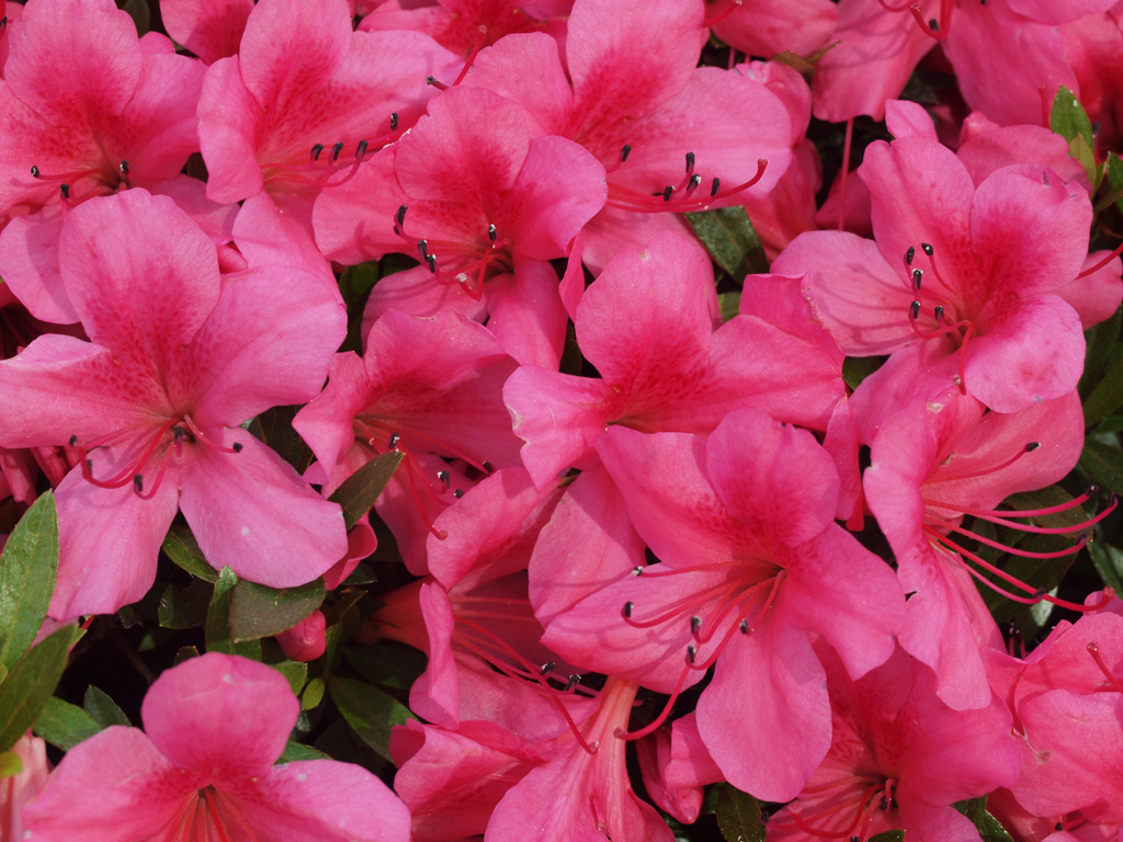 <b>「ツツジ」のオシベの先端。花粉が三角形をしているのが驚きだ</b>