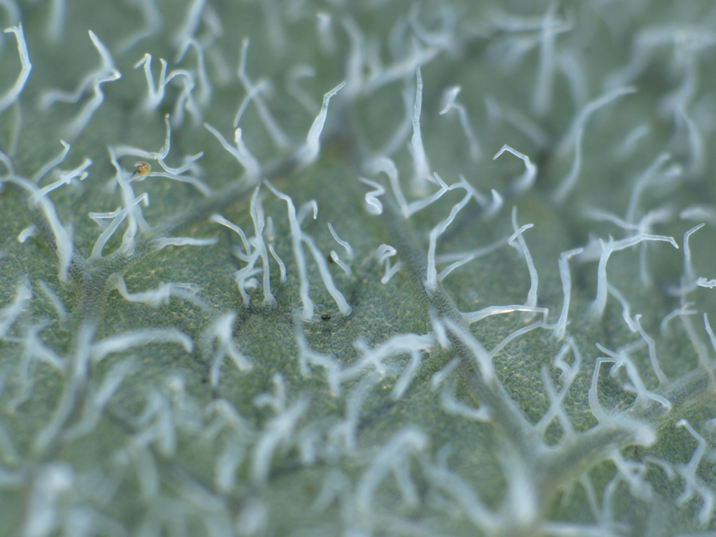 <b>「タケニグサ」の葉裏に生える毛。まるでSF映画の舞台のようだ</b>