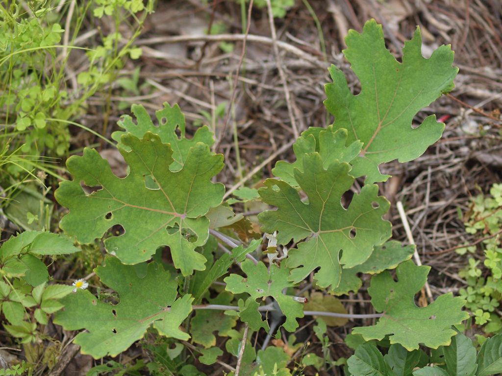 <b>「タケニグサ」の葉裏に生える毛。まるでSF映画の舞台のようだ</b>