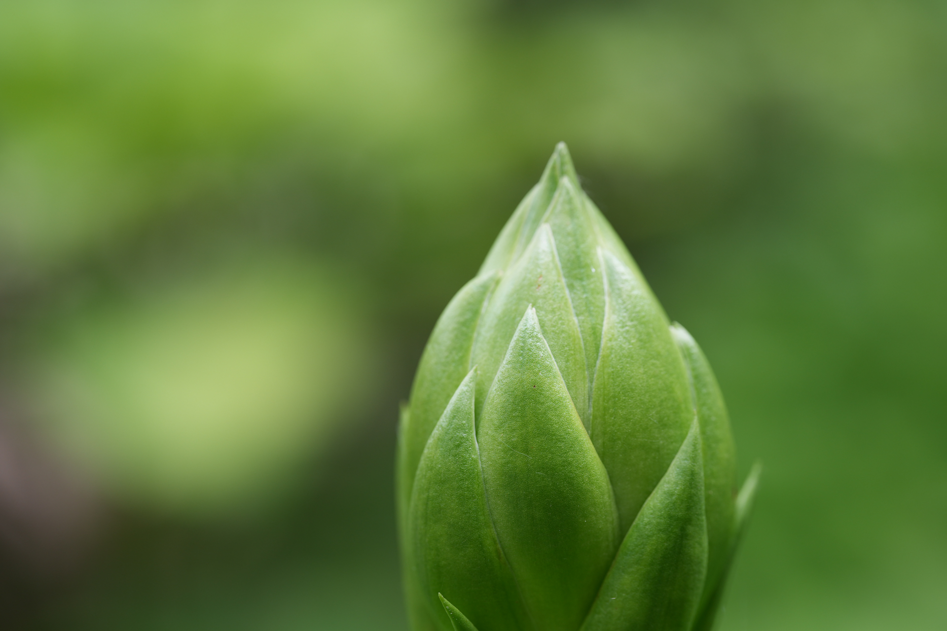 撮影：阿部秀之<br><span class="fnt-85">ソニー α7 V／FE 100mm F2.8 Macro GM OSS／100mm／絞り優先AE（1/100秒、F4、±0.0EV）／ISO 200</span>