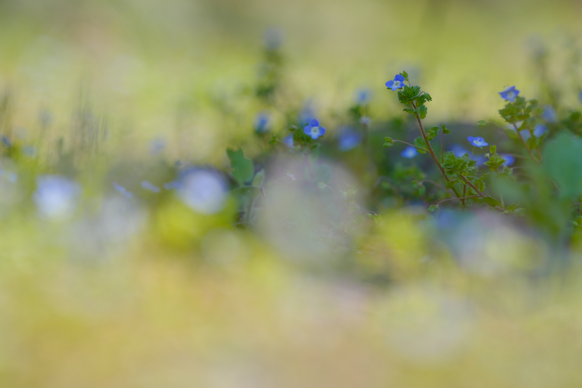 撮影：萩原れいこ<br><span class="fnt-85">ソニー α7R V／FE 50-150mm F2 GM／150mm／絞り優先AE（1/800秒、F3.5、−0.3EV）／ISO 100</span>