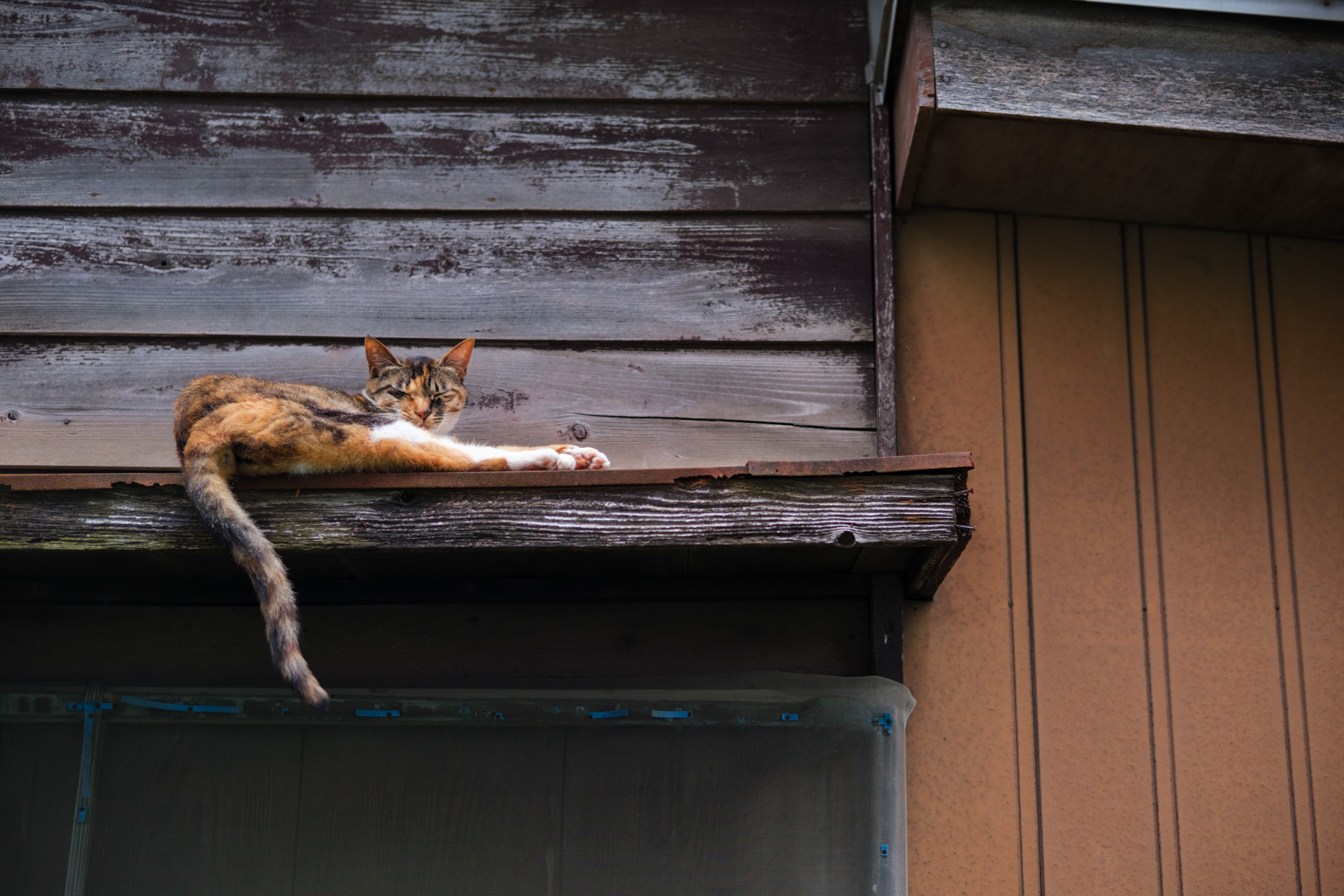 遠くから観察していたら、板の木目みたいにみえたのですが、近づいたらネコだったという。写真的にはどちらでもいいのか。柵のために寄り切れないのですが、これはこれでいいかなと。<br><span class="fnt-85">富士フイルム X-T30 III／NOKTON 35mm F1.2／35mm／絞り優先AE（1/750秒、F2、−1EV）／ISO 200</span>