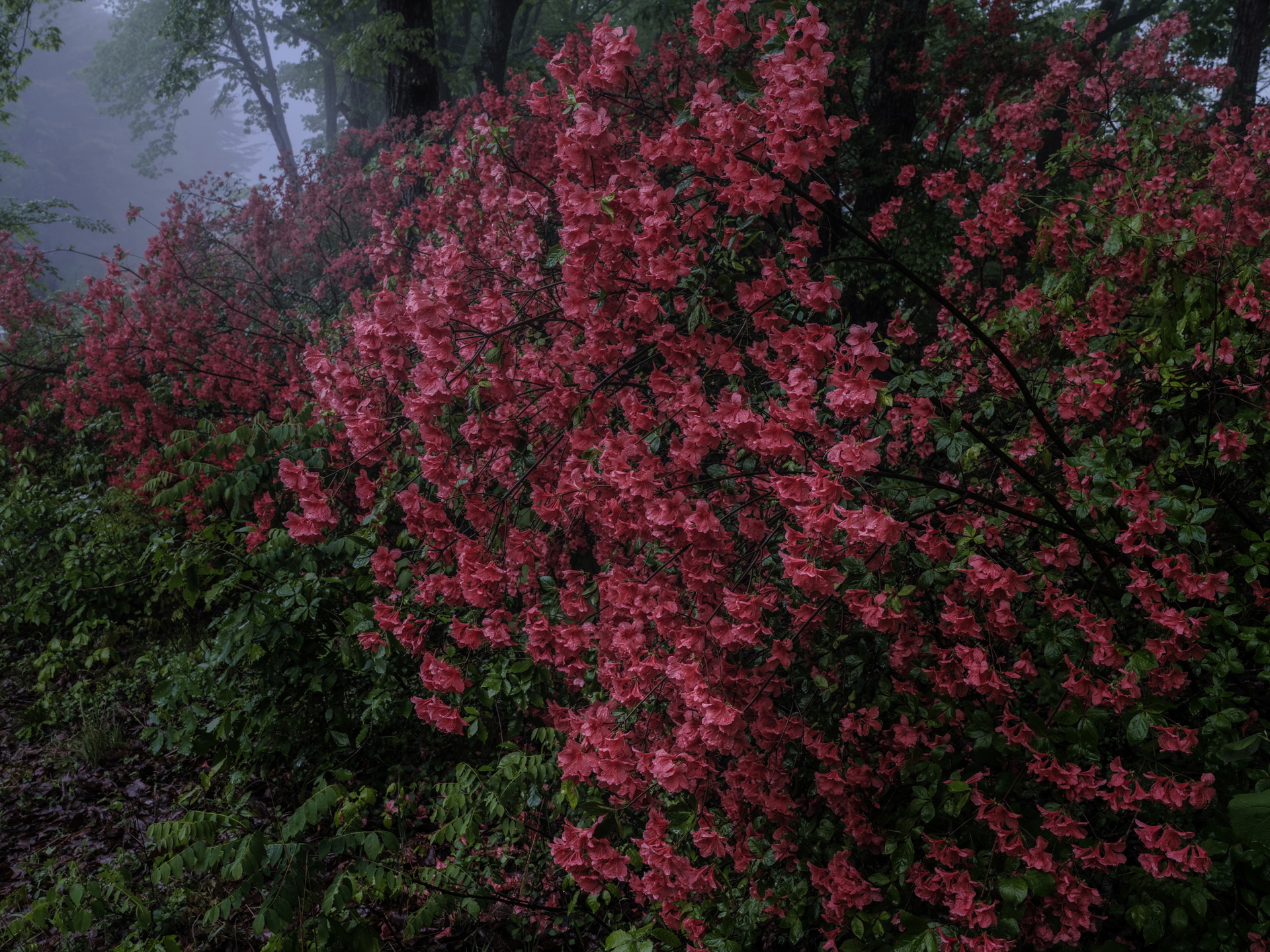 ツツジは細やかな花の集合体として美しく見えます。PLフィルターで光の反射を抑えることで葉の1つ1つの葉脈が見えるほどの解像感が引き出せています。ツツジの花の色飽和を抑えることにも一役買っています<br><span class="fnt-85">富士フイルム GFX100S／GF45-100mmF4 R LM OIS WR／47mm（37mm相当）／絞り優先AE（F16、1/12秒、－2.0EV）／ISO 400／WB：オート／PRIME PLASMA SPUTTERING C-P.L</span>