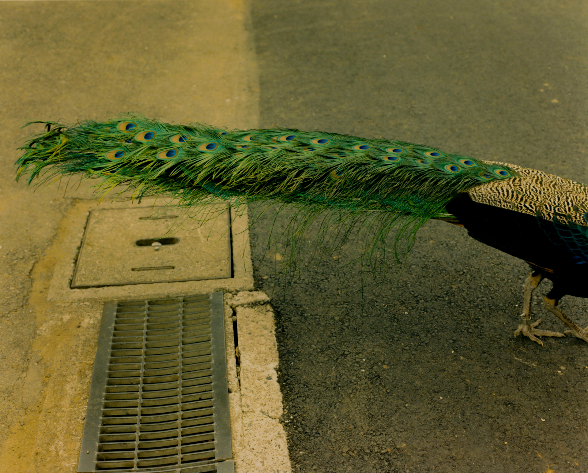 ©Masafumi Sanai