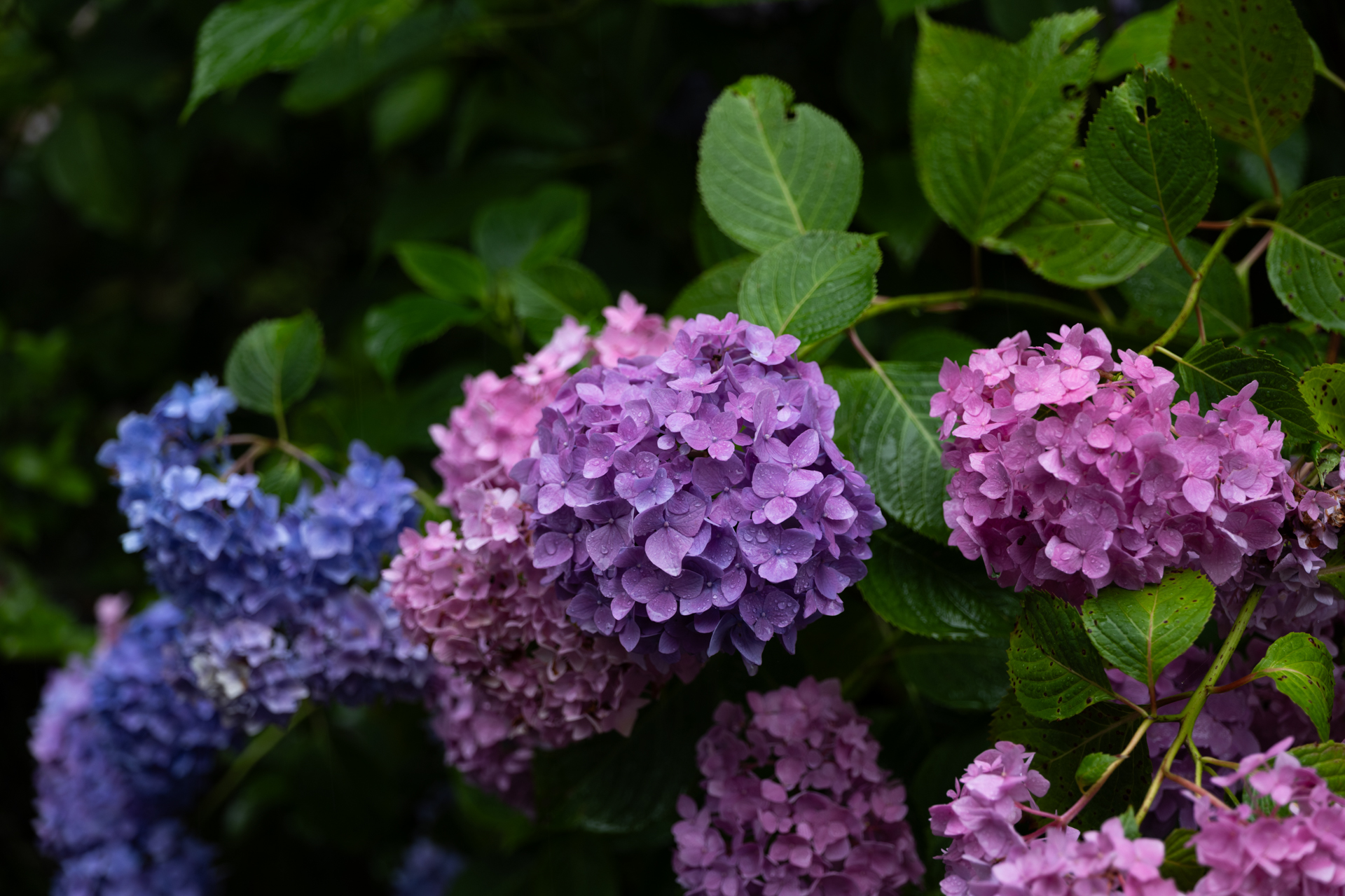 雨の中での撮影。紫陽花や葉についた微細な水滴のきらめきが繊細に描写されており、「ライカは空気までも写し出す」という言葉を改めて実感した瞬間だった<br><span class="fnt-85">ライカSL3-P／ライカ バリオ・エルマリートSL f2.8-4/24-90 ASPH.／64mm／絞り優先AE（F3.8、1/100秒、－1.3EV）／ISO 100／WB：オート</span>