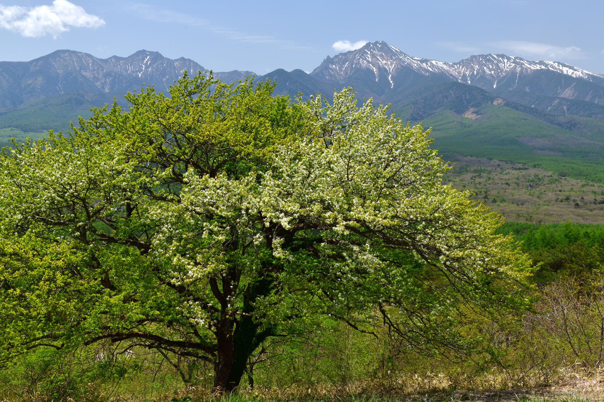 平沢峠より小梨の花咲く八ヶ岳連峰（5月撮影）