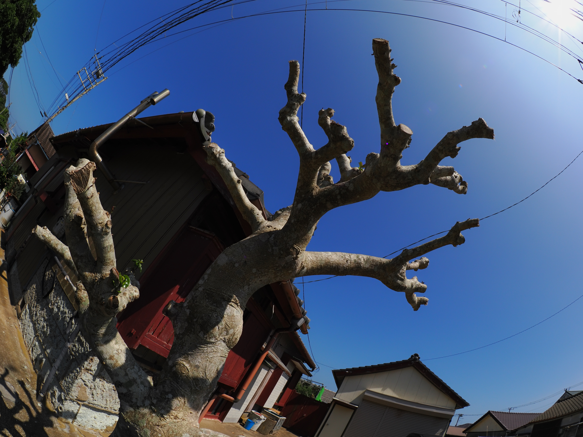 画面隅ぎりぎりに、太陽光源がありますが、そんなのまったく関係ねーとばかりフレアやゴーストを感じさせないクリアな描写をします。とても優れたコーティングですね。<br><span class="fnt-85">オリンパス OM-1／M.ZUIKO DIGITAL ED 8mm F1.8 Fisheye PRO／8mm／プログラムAE（1/1,250秒、F8、−0.7EV）／ISO 400</span>