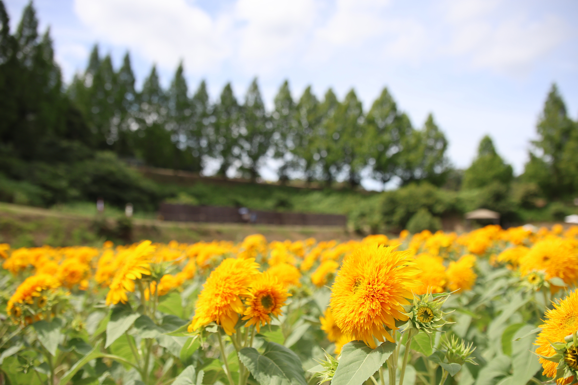東北八重
