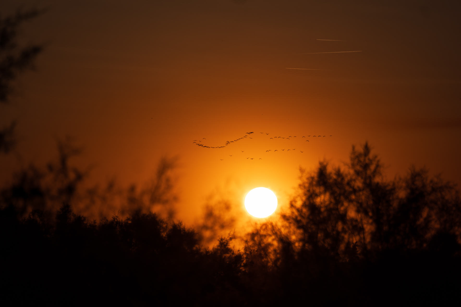 ヨーロッパ最大の湿地カマルグで出会った夕景。沈みゆく太陽とオレンジ色に染まる空の中、遠くを飛ぶ鳥の群れを瞬時に捉えた<br><span class="fnt-85">ライカSL3-P／ライカ アポ・バリオ・エルマリートSL f2.8-4/90-280／280mm／絞り優先AE（F4.0、1/6,400秒、－0.3EV）／ISO 100</span>