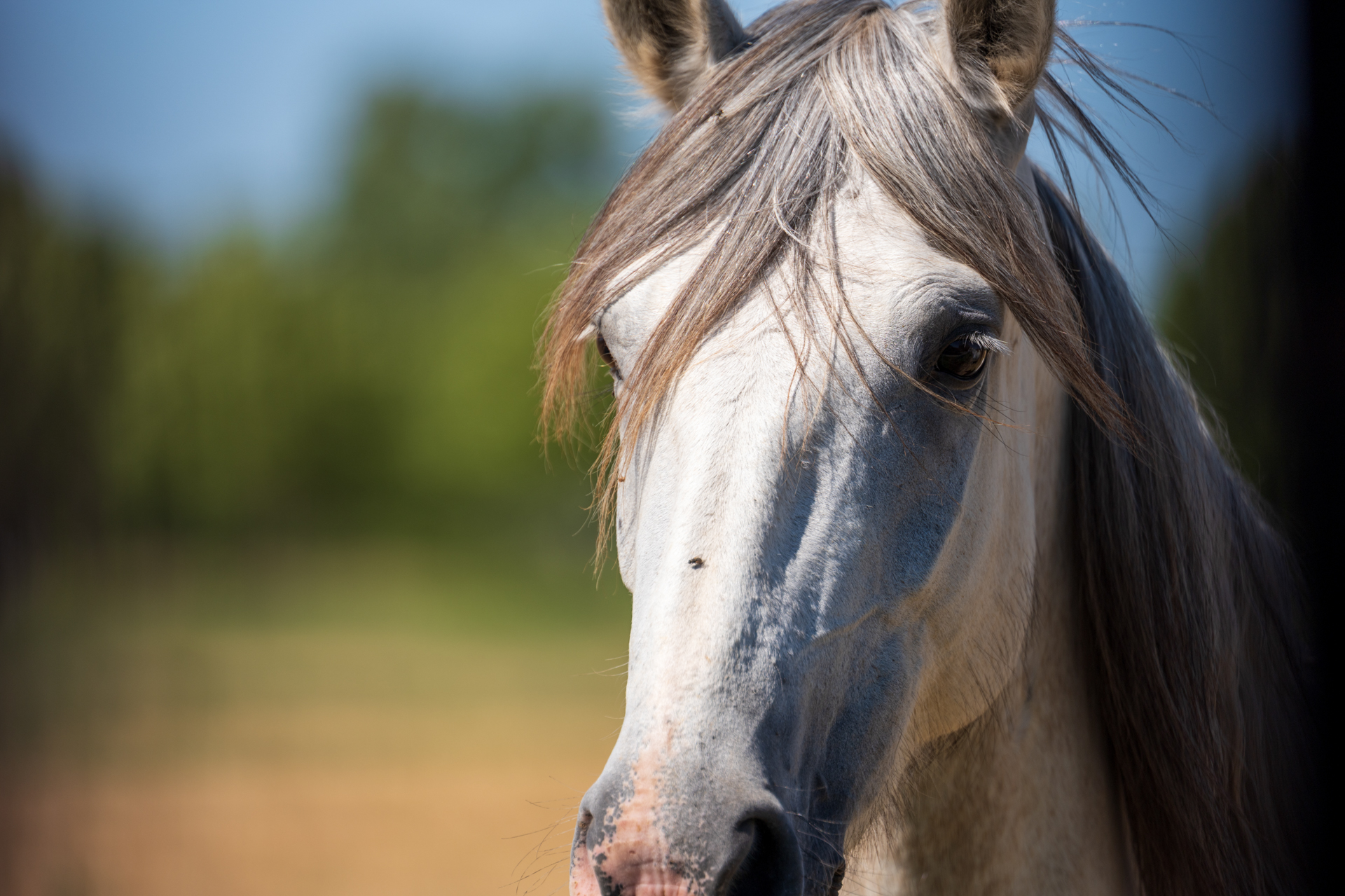 カマルグに息づく白馬の表情をクローズアップ。立体感のあるピント面とライカらしいクリーミーな背景ボケが、野生の美しさを際立たせている<br><span class="fnt-85">ライカSL3-P／ライカ アポ・バリオ・エルマリートSL f2.8-4/90-280／280mm／絞り優先AE（F4.0、1/1,250秒）／ISO 100</span>