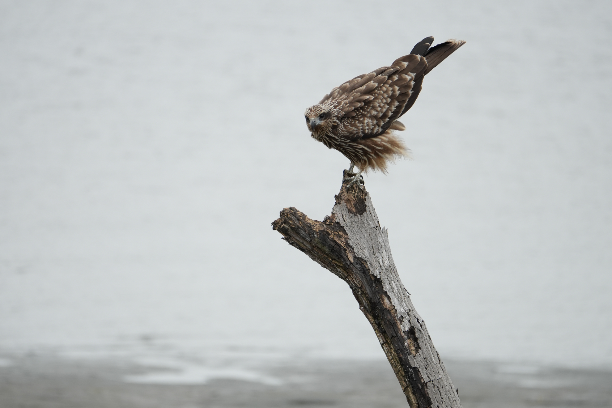 α7 IV／FE 100-400mm F5.6-8 OSS／600mm相当（APS-Cクロップ）／マニュアル露出（1/640秒、F8）／ISO 400
