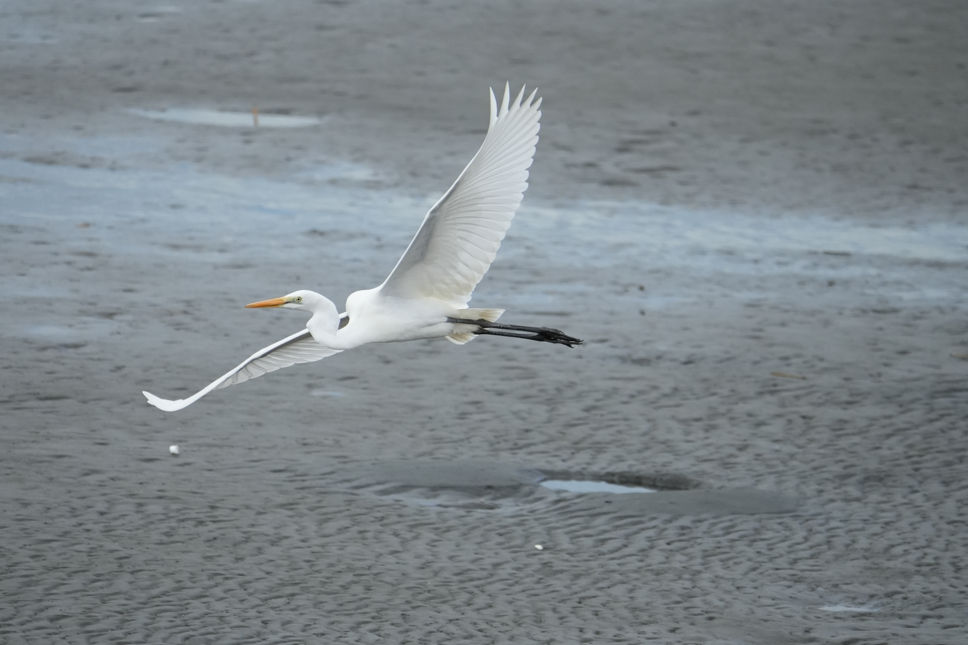 α7 IV／FE 100-400mm F5.6-8 OSS／600mm（APS-C画角）／マニュアル露出（1/2,500秒、F8）／ISO 1600